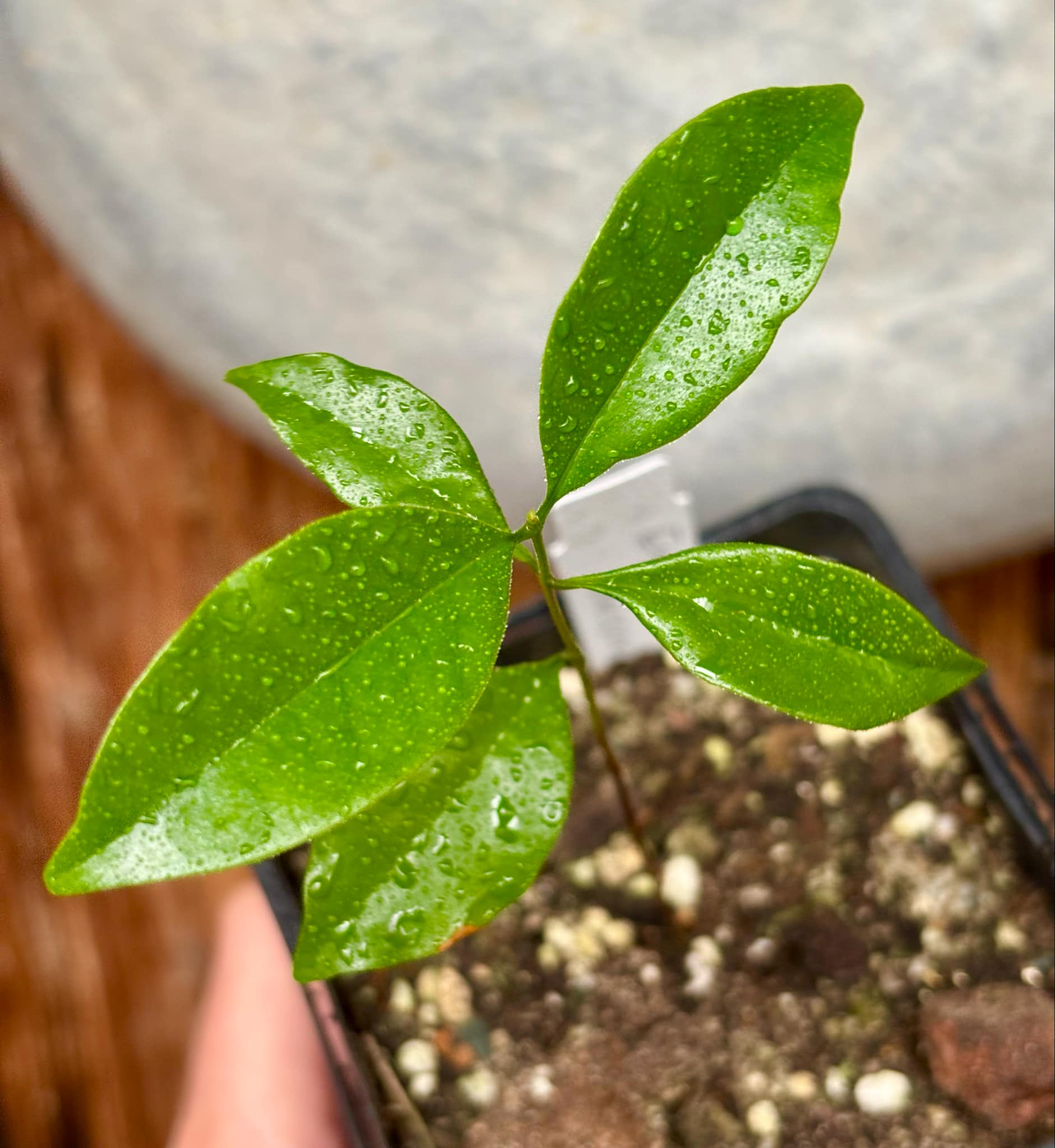 Eugenia zuccarini - 1 small potted seedling / 1 kleiner, getopfter Sämling