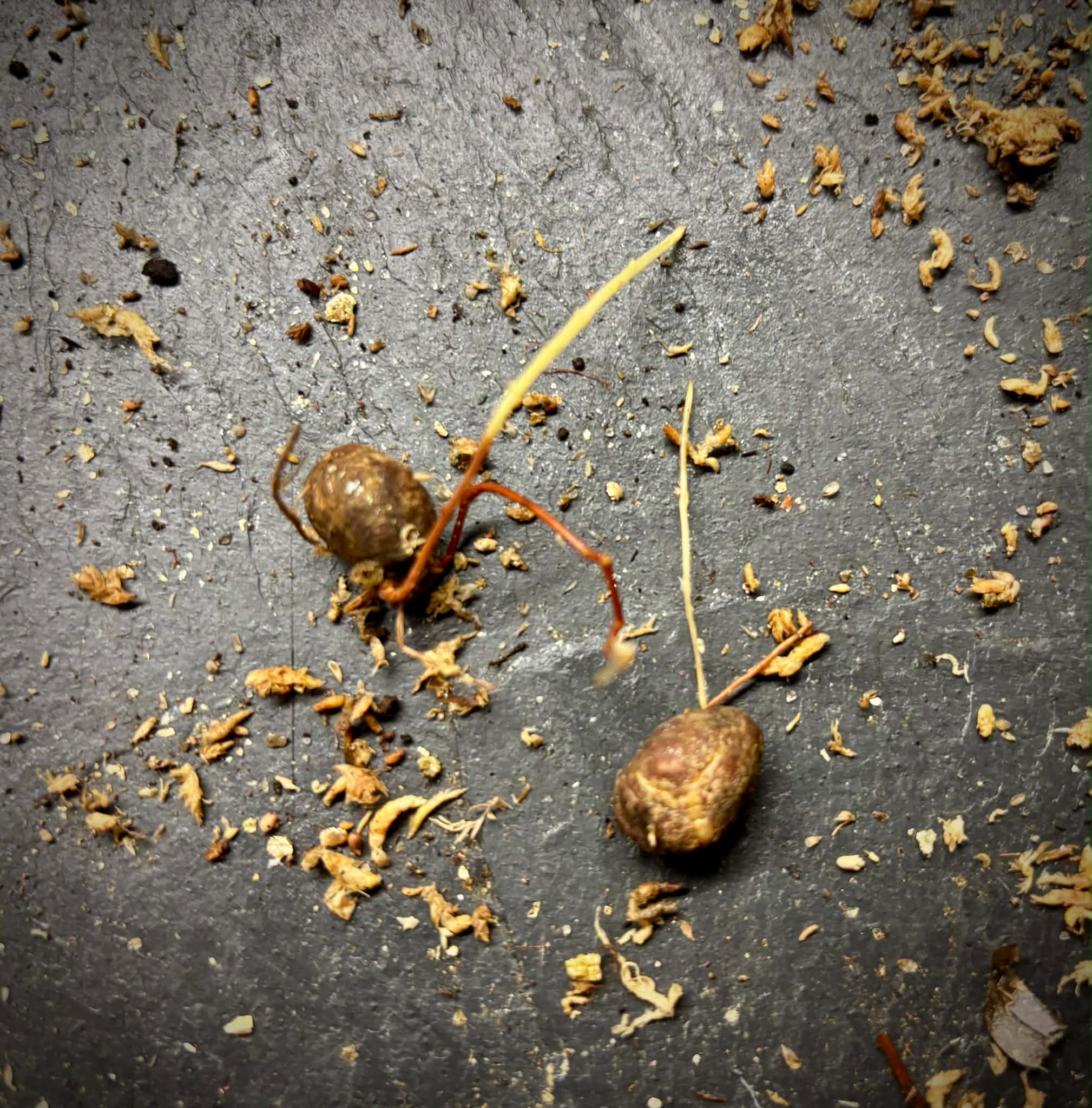 Rainforest Plum (Eugenia candolleana) - 1 germinated seed / 1 gekeimter Samen
