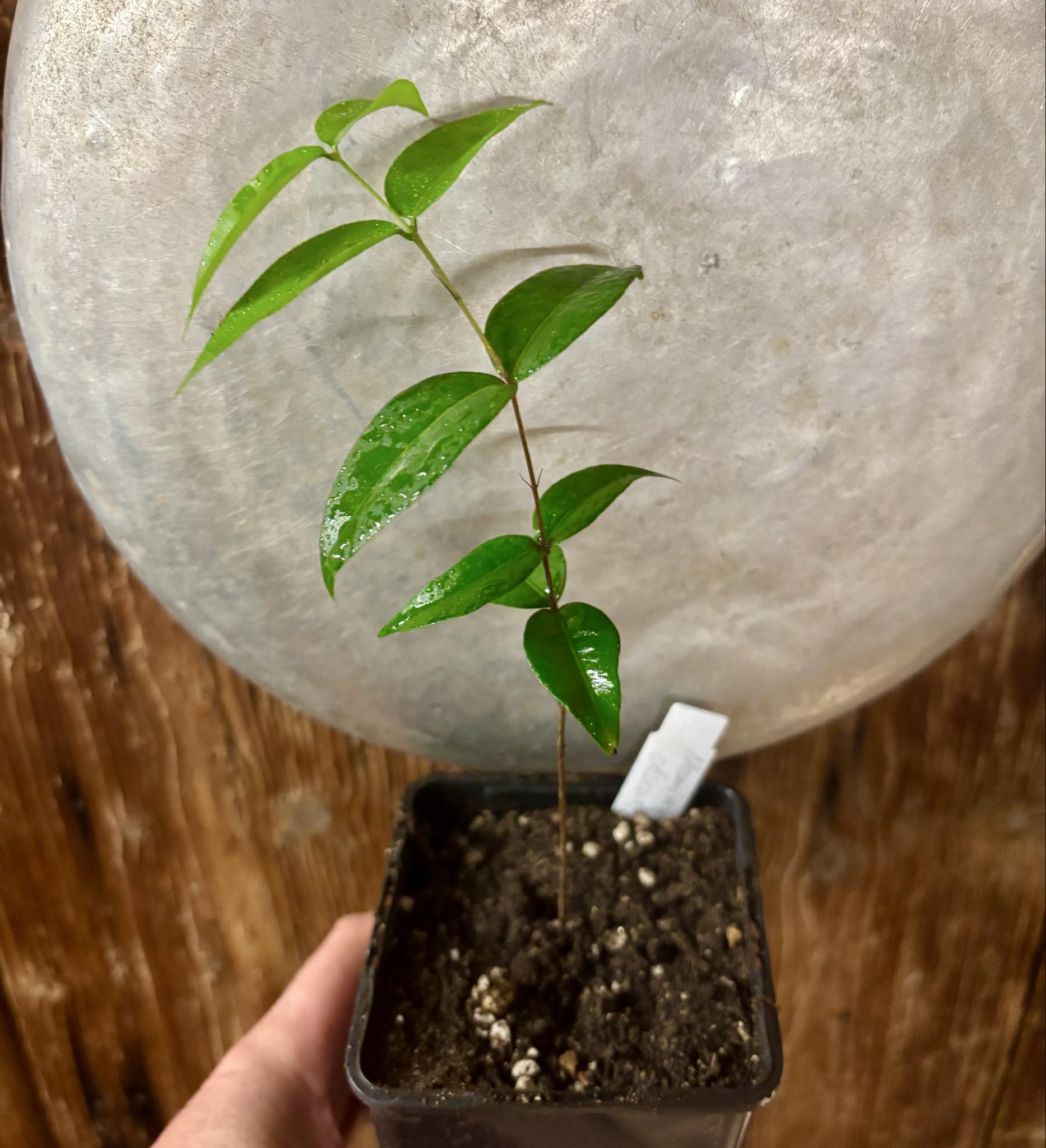 Neomitranthes obscura - 1 potted seedling/ 1 getopfter Sämling