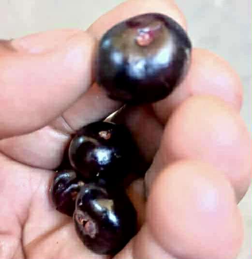 Eugenia sp Roxa do Rio - 1 fresh seed / 1 frischer Samen