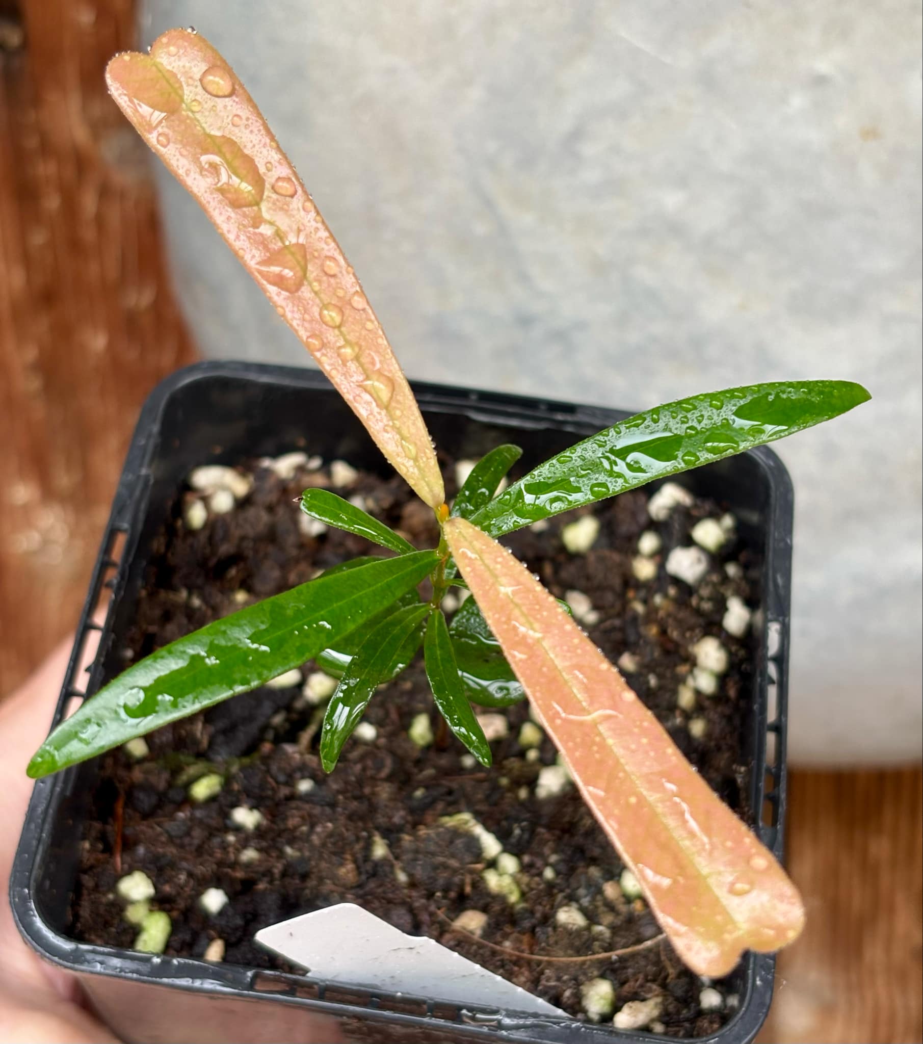 Myrcia luschnathiana -  1 potted seedling / 1 getopfter Sämling