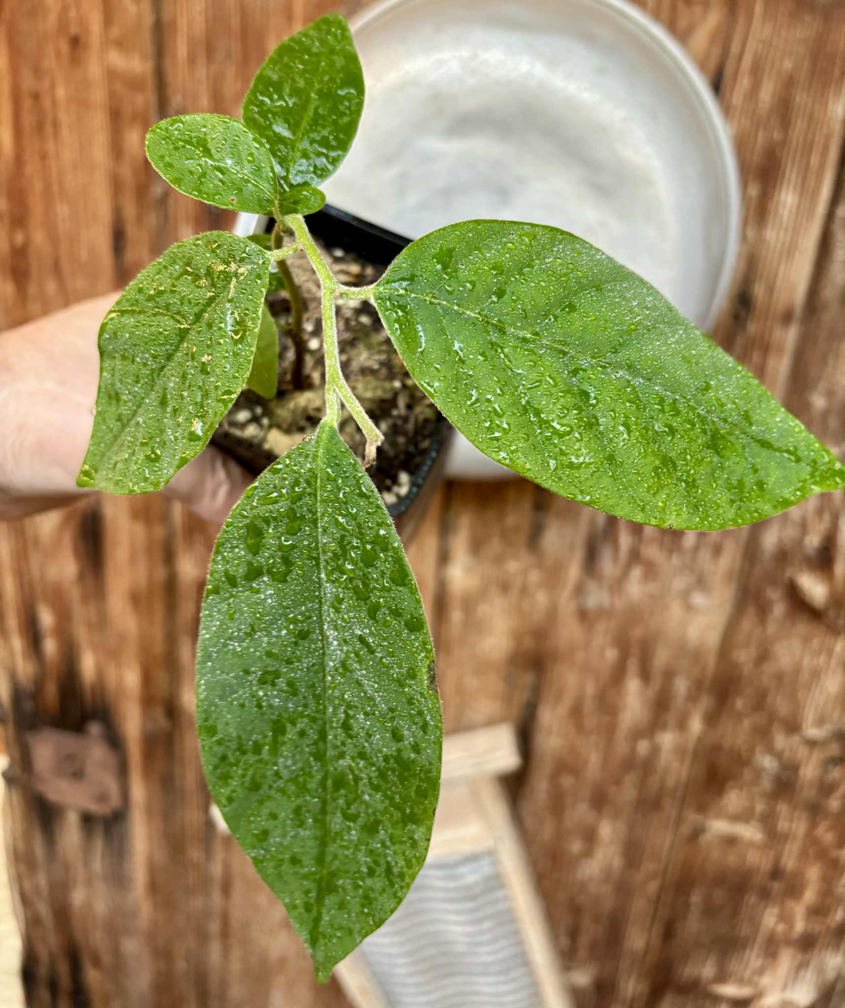 Annona sylvatica - 1 potted plant / 1 getopfte Pflanze