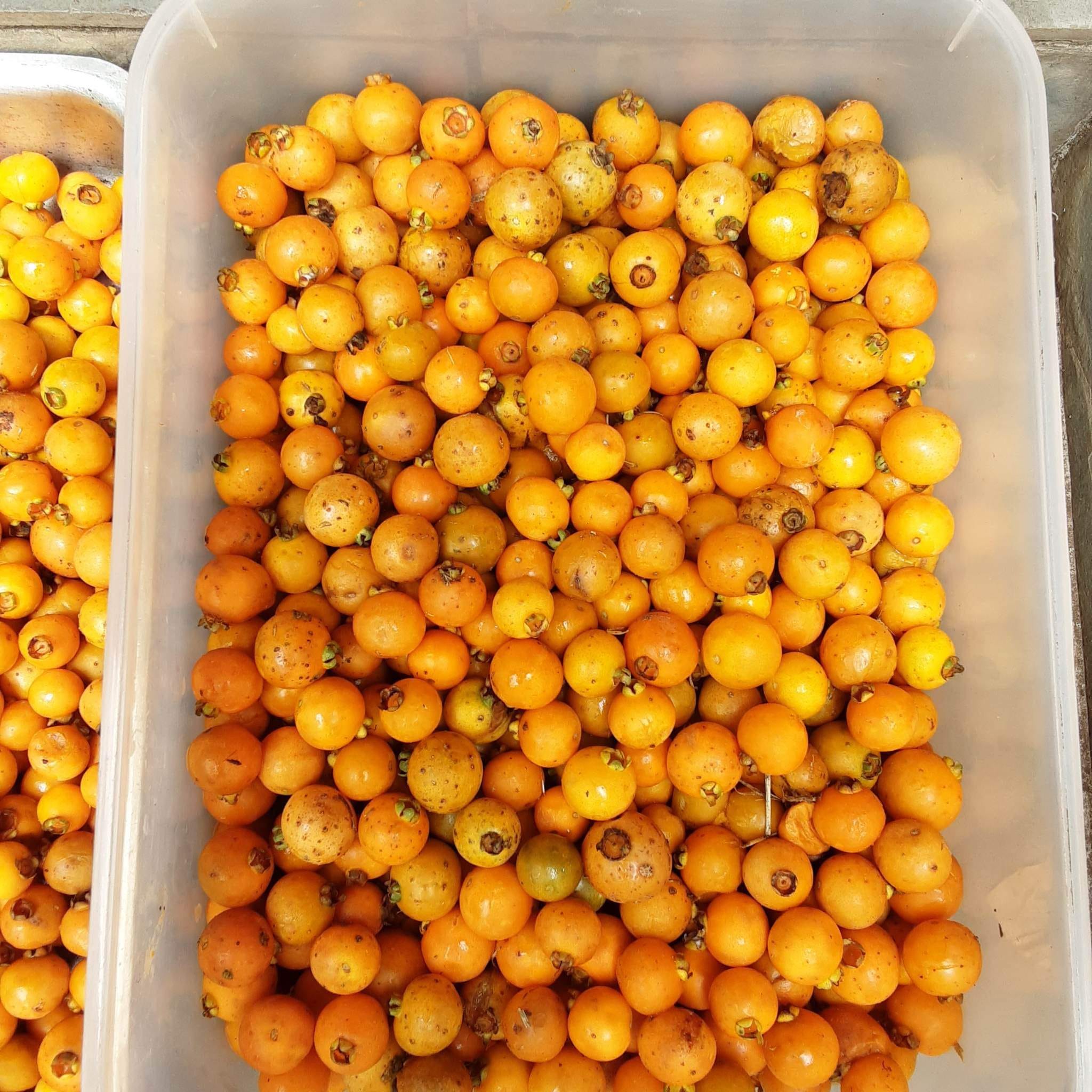 Campomanesia xanthocarpa -  1 germinated seed / 1 gekeimter Samen