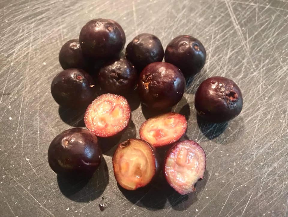 Purple Forest Guave - Psidium myrtoides  - 1 small potted seedling / 1 kleiner, getopfter Sämling