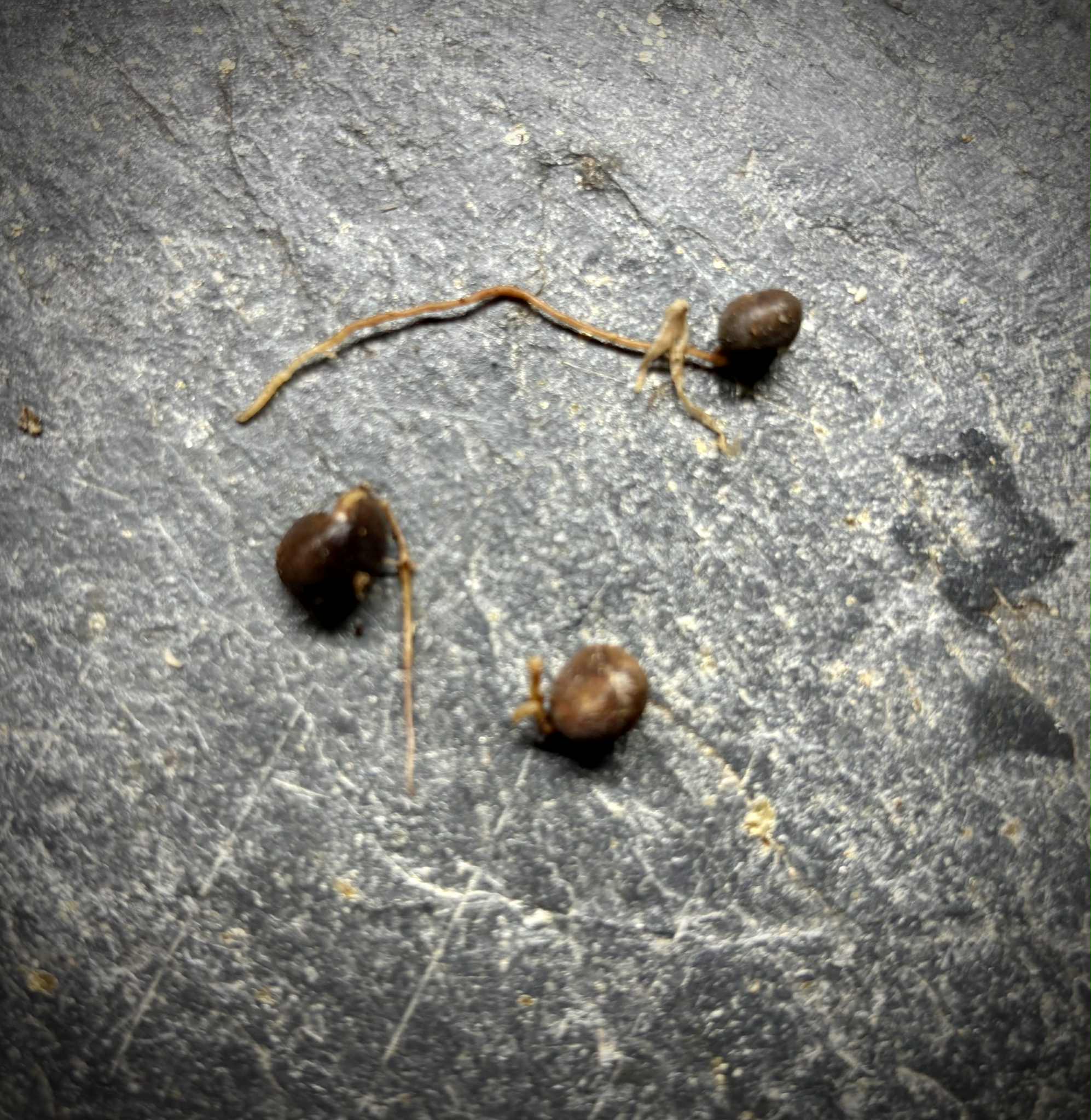 Myrciaria sp Cheirosa azul  - 1 germinated seed / 1 gekeimter Samen