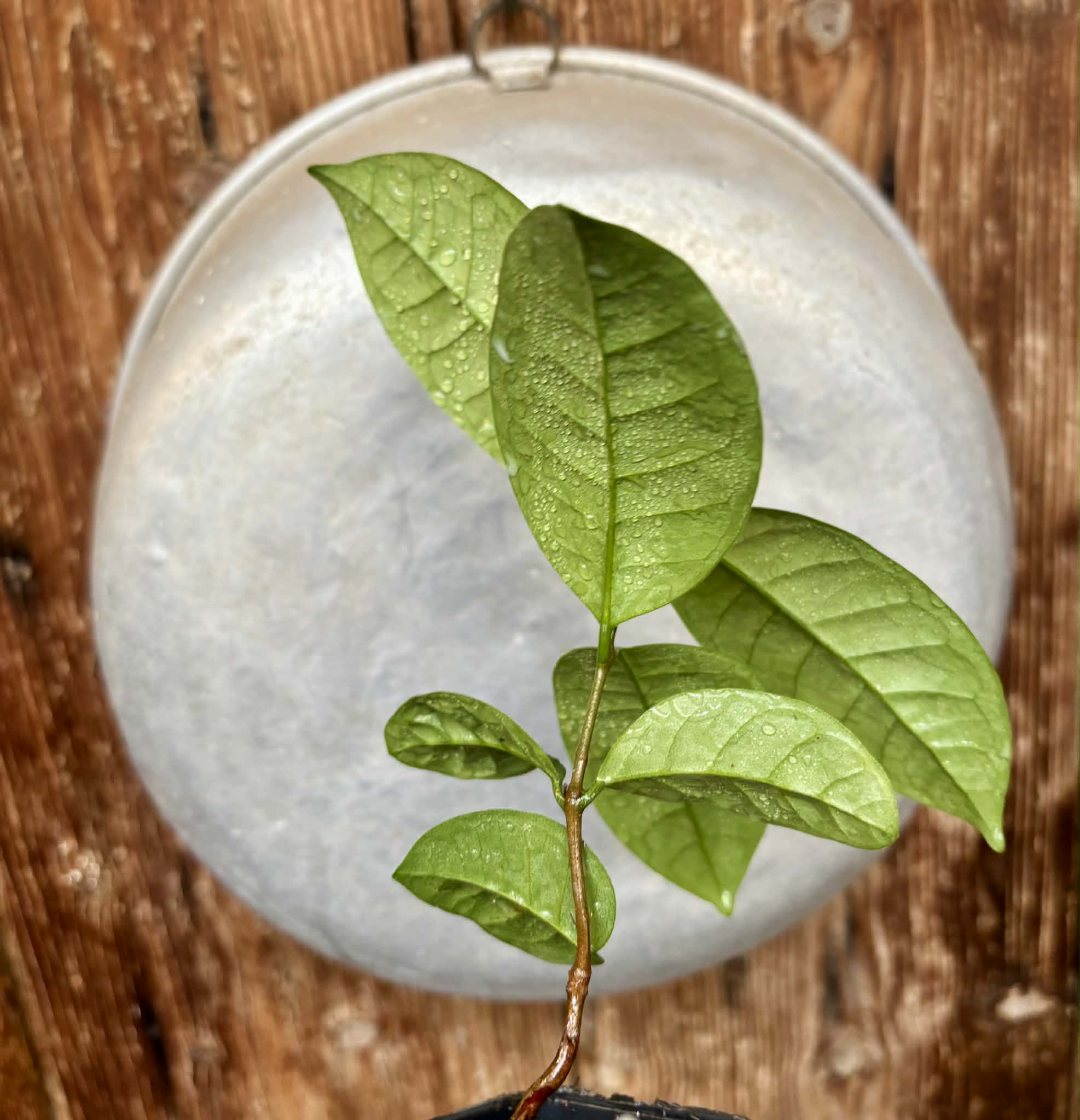 Eugenia bahiensis  - 1 potted plant / 1 getopfte Pflanze