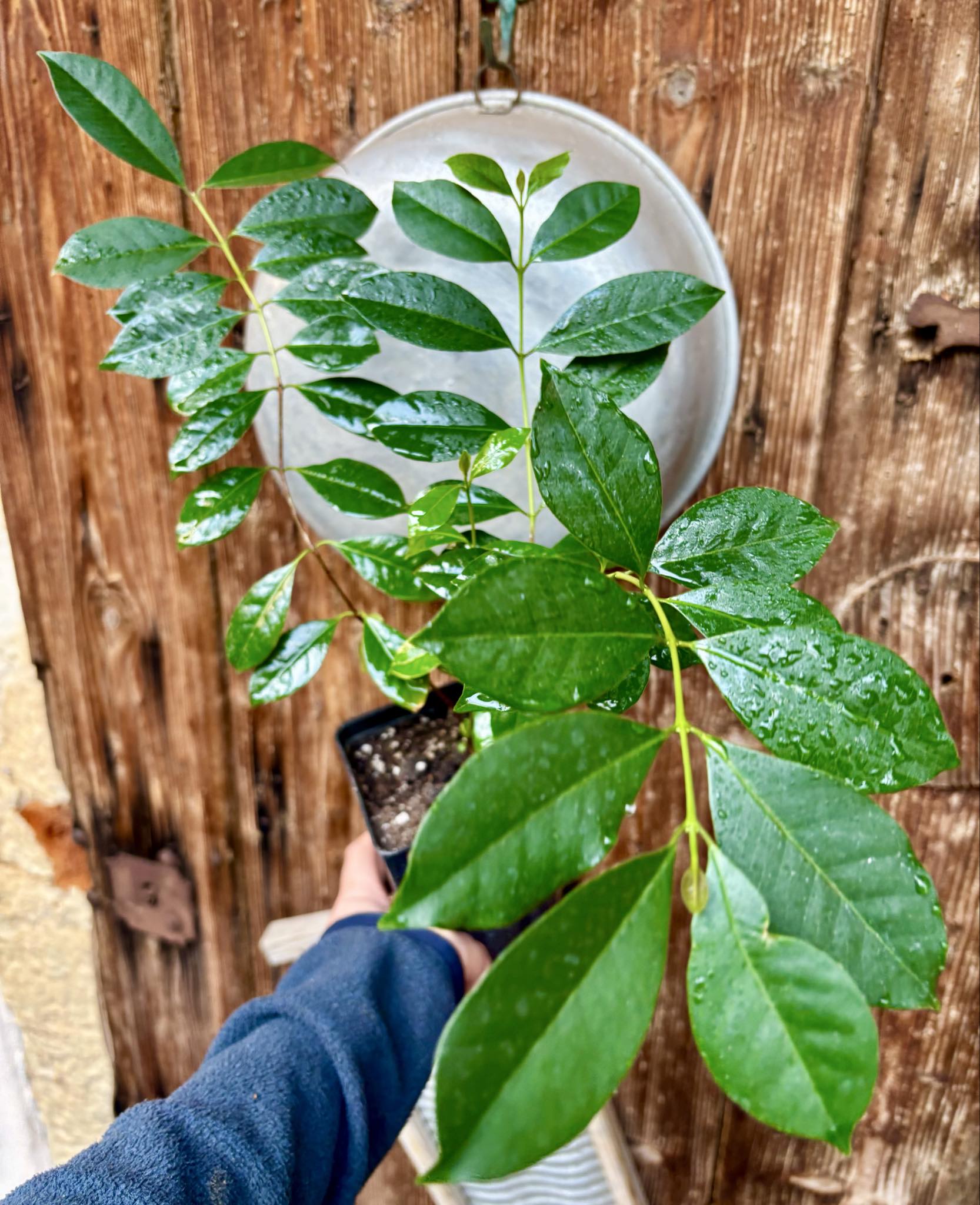 Psidium cattleyanum - Strawberry Guava  - 1 potted plant / 1 getopfte Pflanze