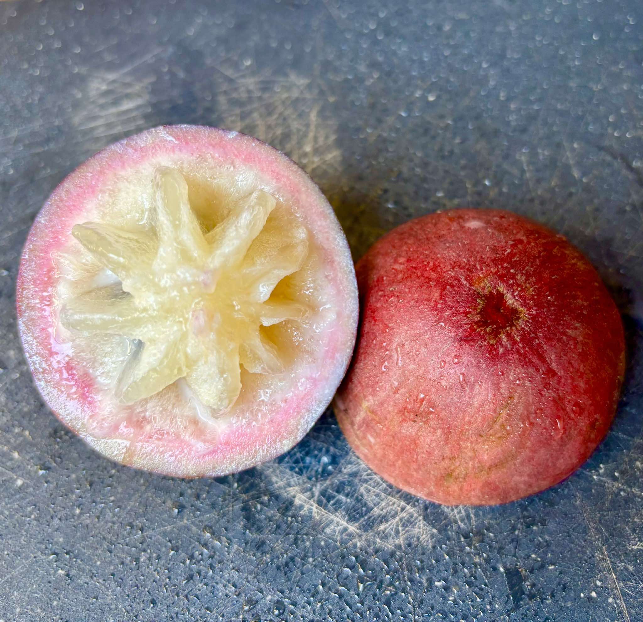 Star Apple - Chrysophyllum cainito - 1 fresh seed / 1 frischer Samen