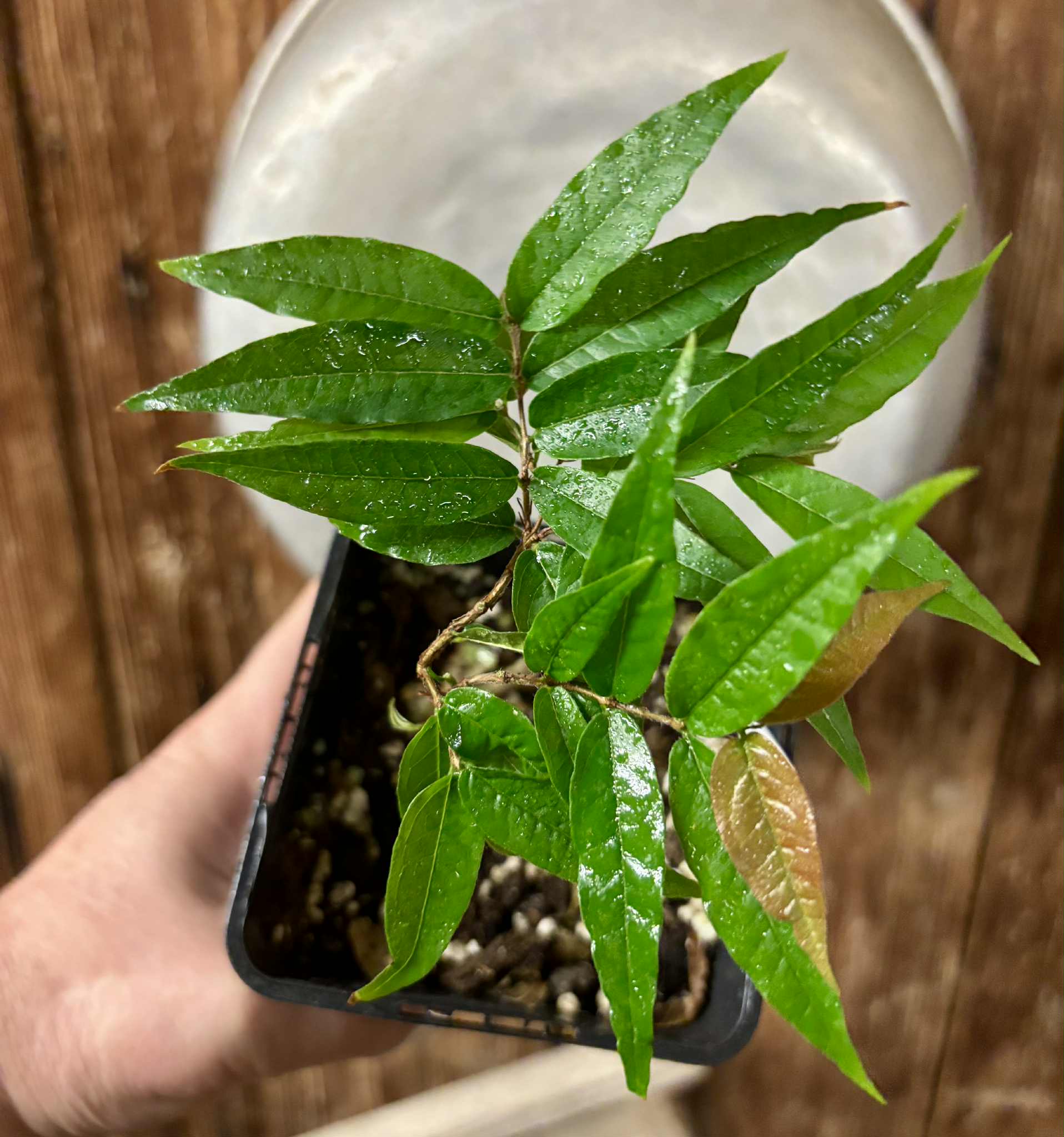 Plinia spiritosantensis var. Mucuri Velvet - 1 potted plant/ 1 getopfte Pflanze