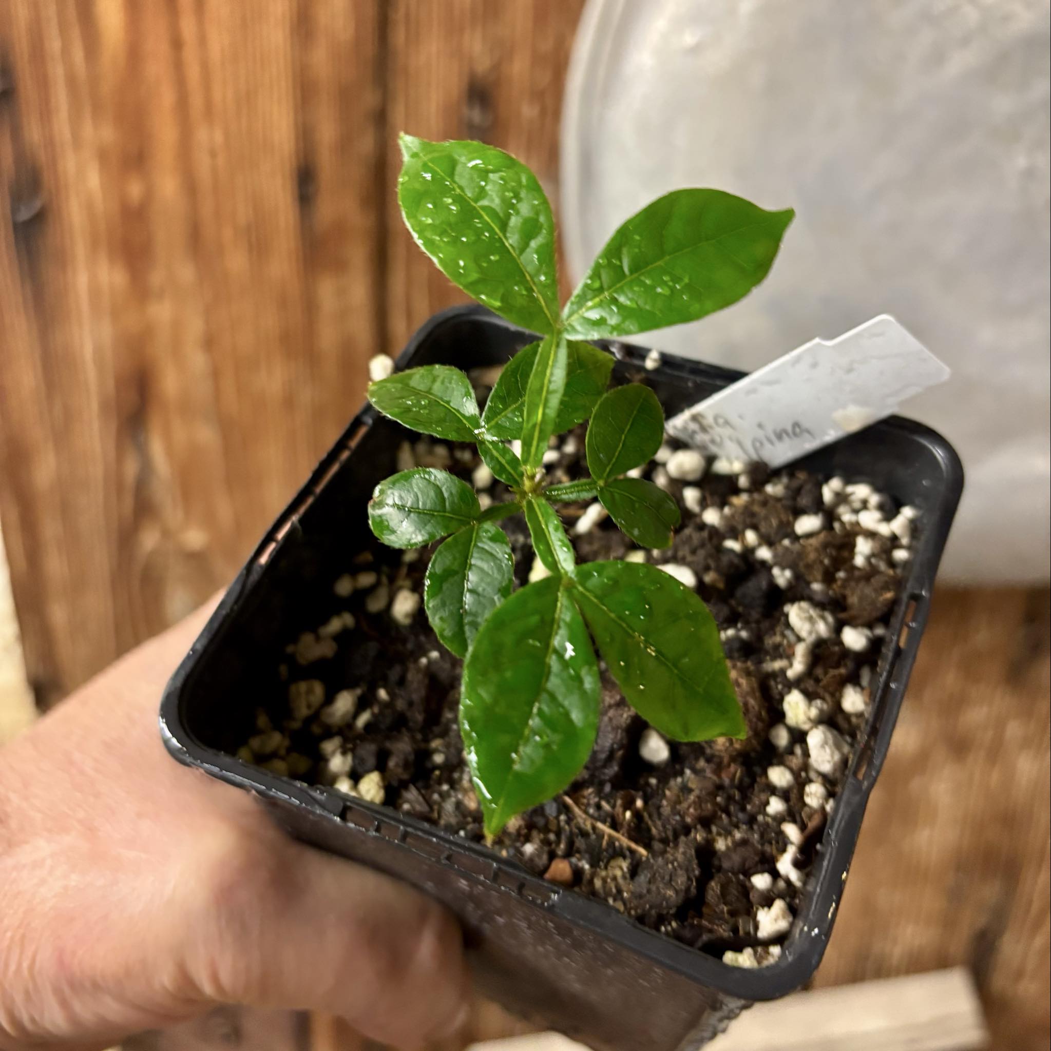 Inga vulpina - 1 small potted seedling / 1 kleiner, getopfter Sämling Inga vulpina - 1 small potted seedling / 1 kleiner, getopfter Sämling