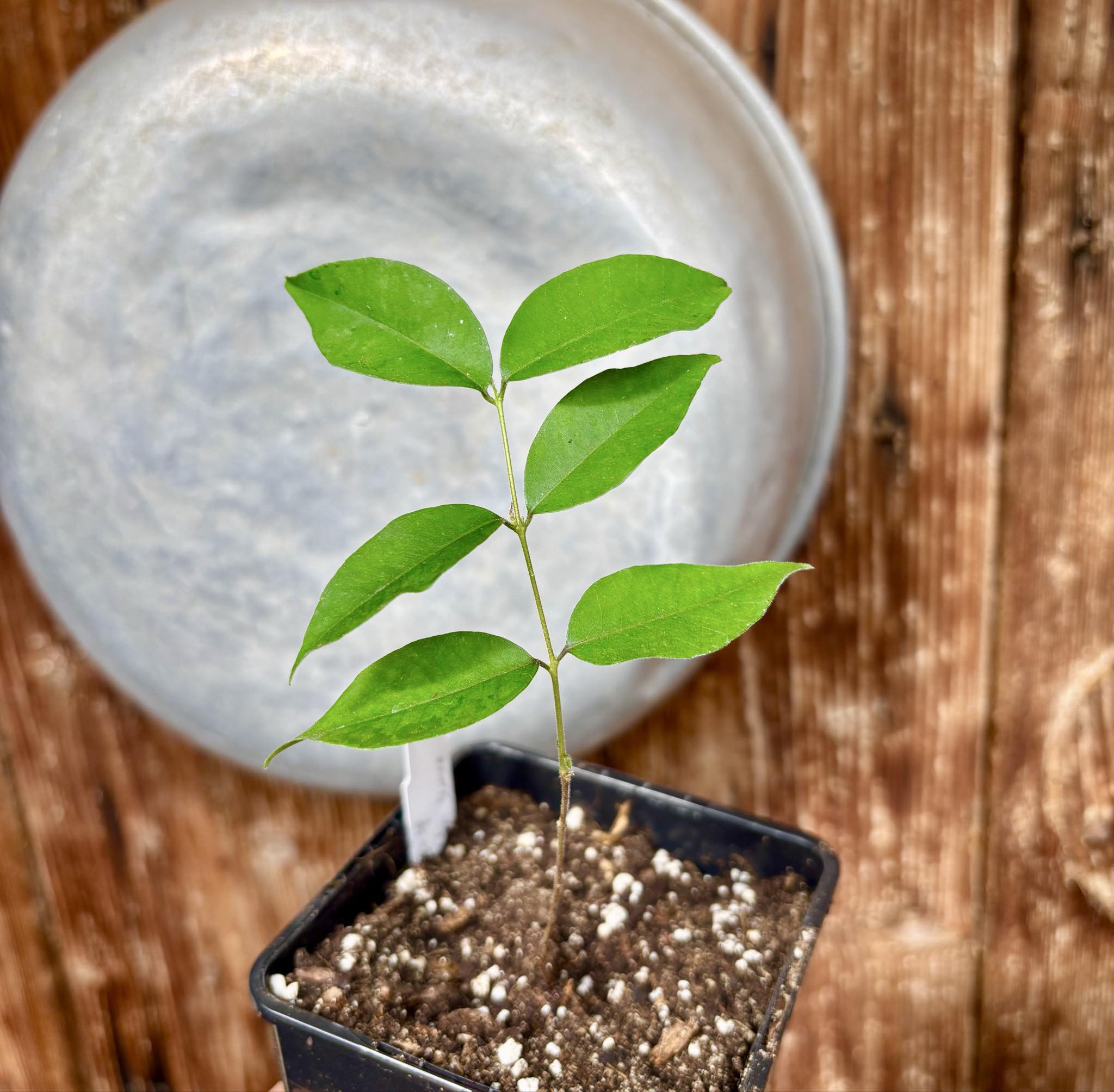 Eugenia sp Guajuba suave -  1 potted seedling / 1 getopfter Sämling