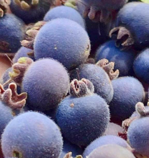Campomanesia sp purple -  1 fresh seed / 1 frischer Samen