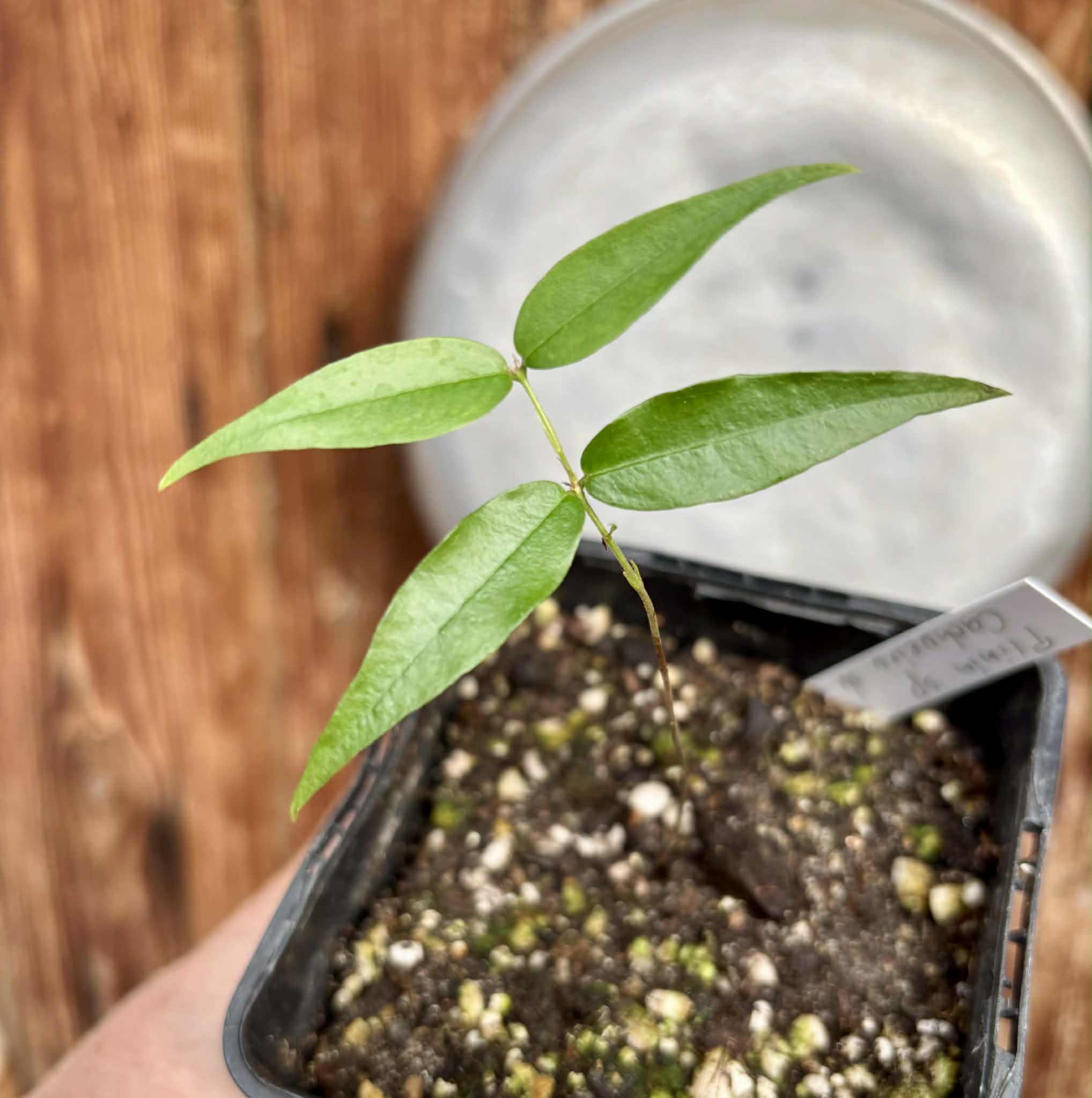 Plinia sp. Cachoeiro de Itapemirim - 1 potted seedling / 1 getopfter Sämling