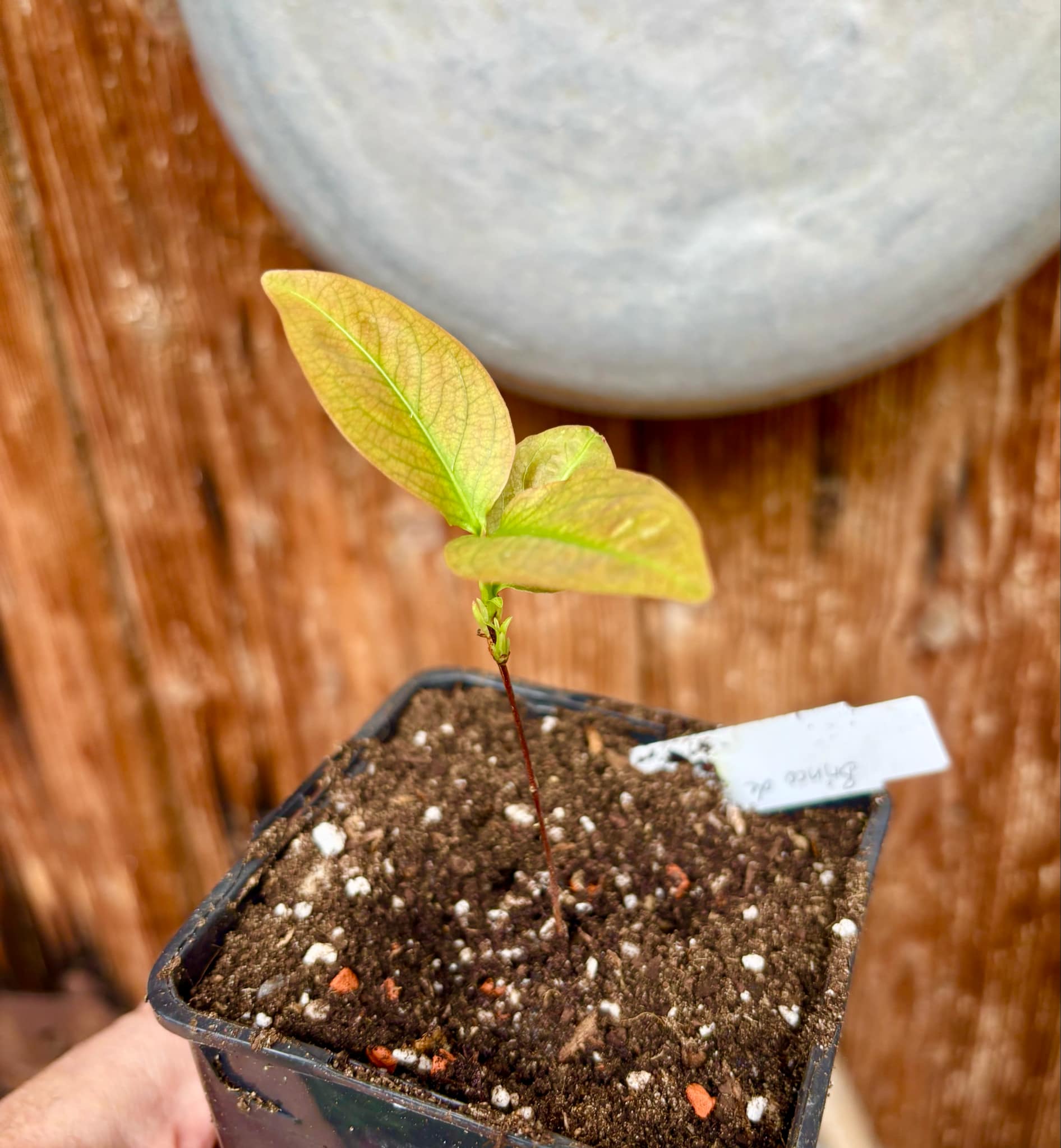 Cagaita var. "Brinco de Princesa" (Eugenia dysenterica) - 1 potted plant / 1 getopfte Pflanze