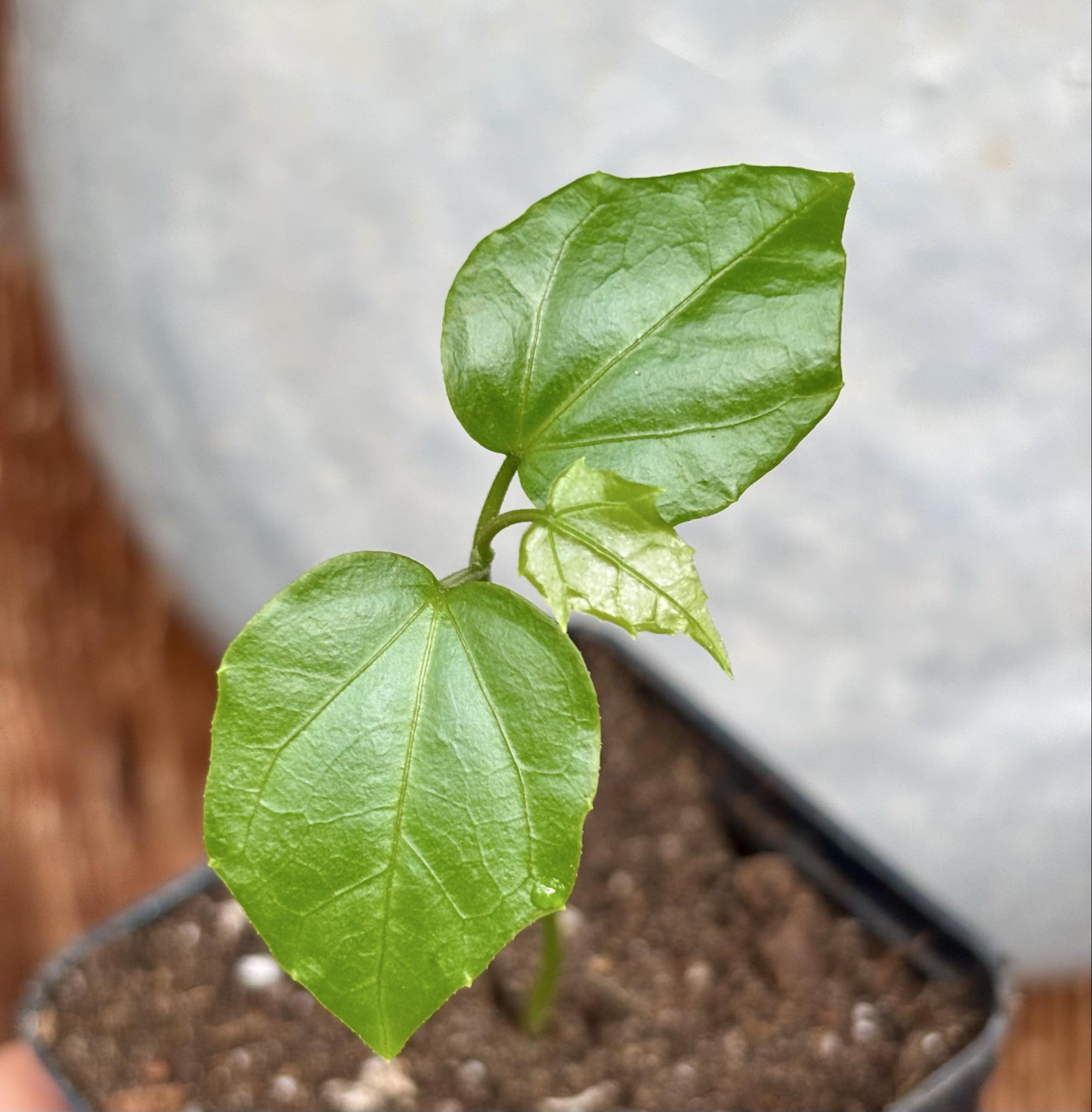 Psiguria umbrosa - 1 small potted seedling / 1 kleiner, getopfter Sämling