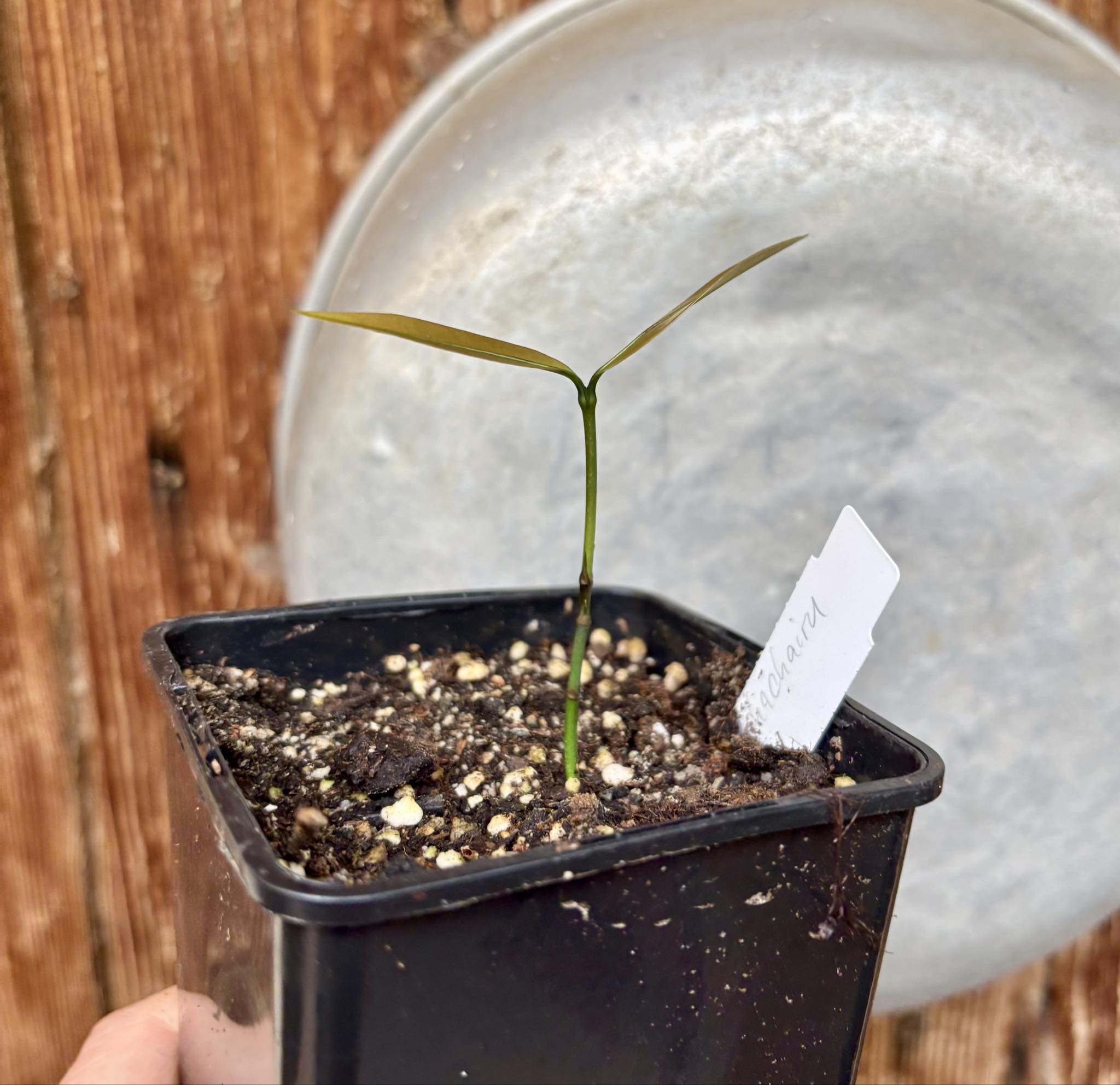 Garcinia humilis  - Achachairu - 1 small potted seedling / 1 kleiner, getopfter Sämling