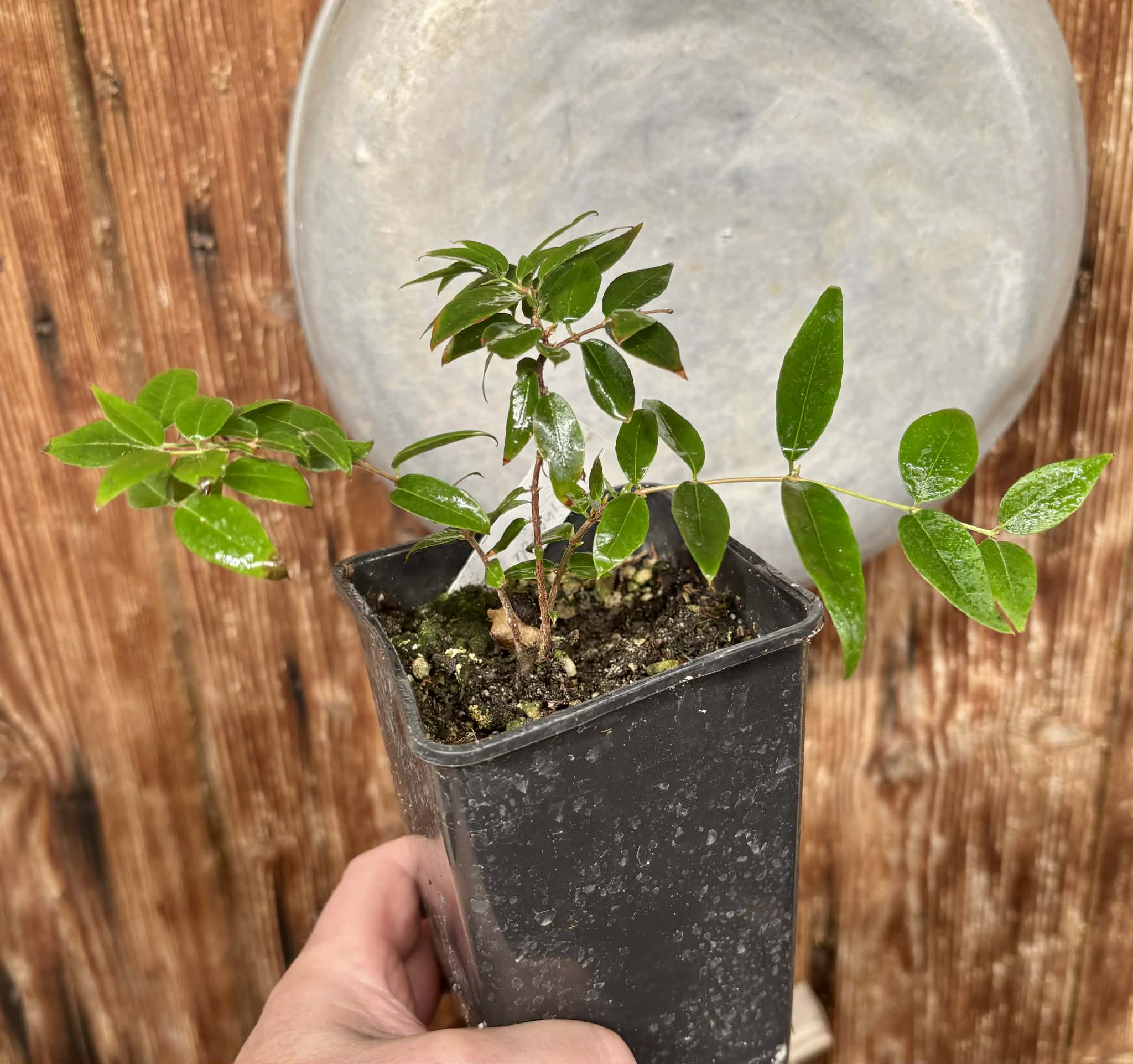 Jaboticaba - Plinia sp Pingo de Mel (Vilela A3) -  1 potted seedling / 1  getopfter Sämling
