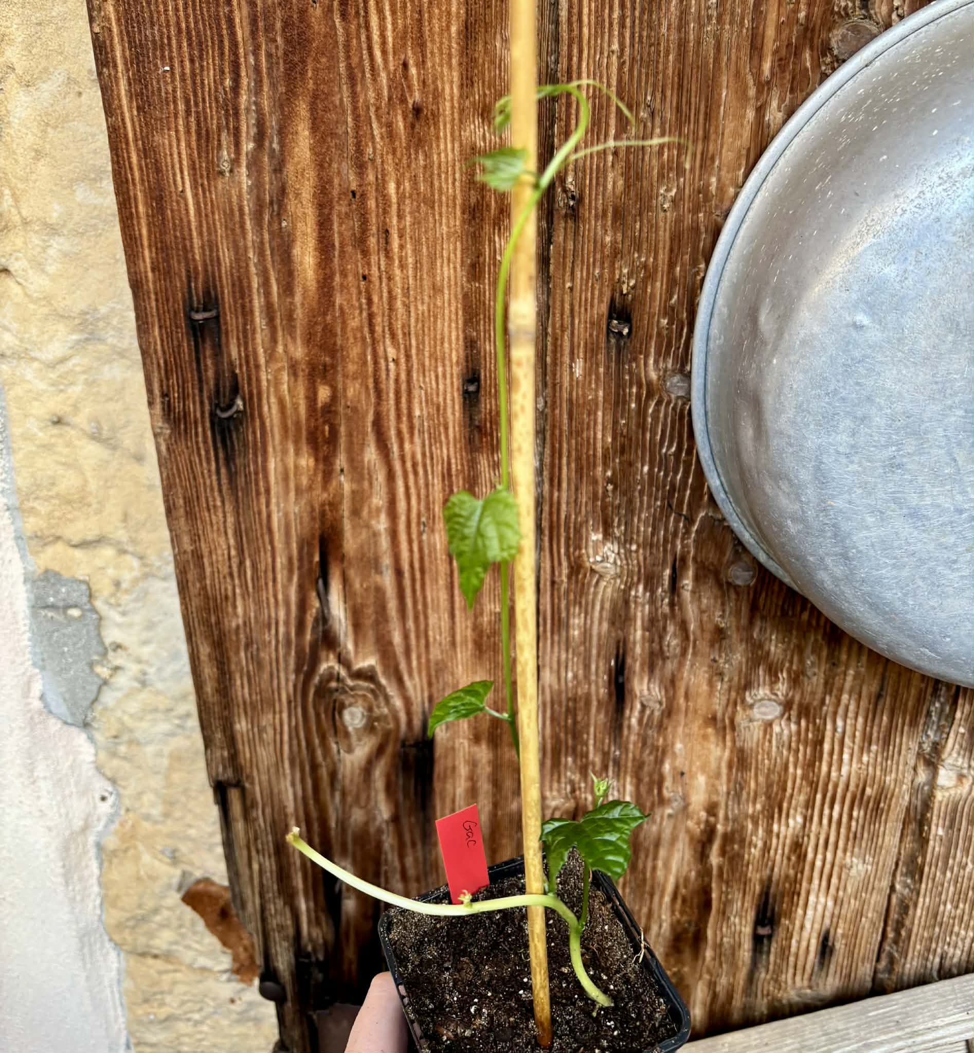 Momordica cochinchinensis - Gac fruit - 1 potted plant / 1 getopfte Pflanze