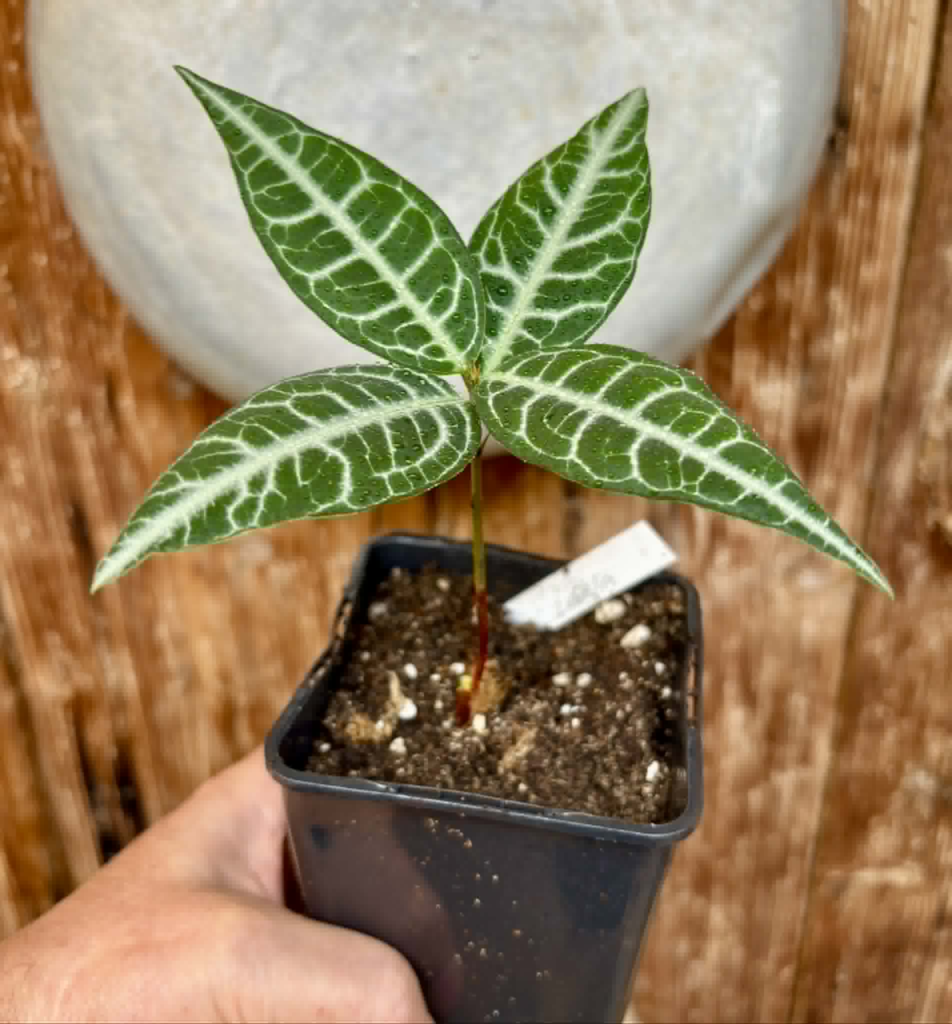 Eugenia sp Labisia -  1 potted plant / 1 getopfte Pflanze