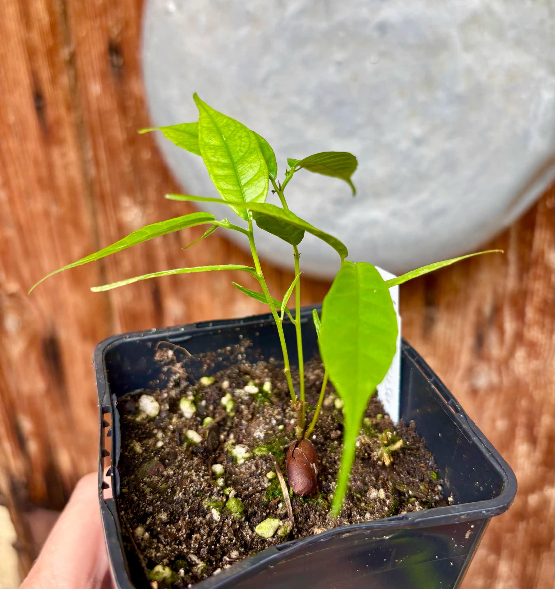 three from one seed - Kesusu (Prainea limpato) - 1 small potted seedling / 1 kleiner, getopfter Sämling