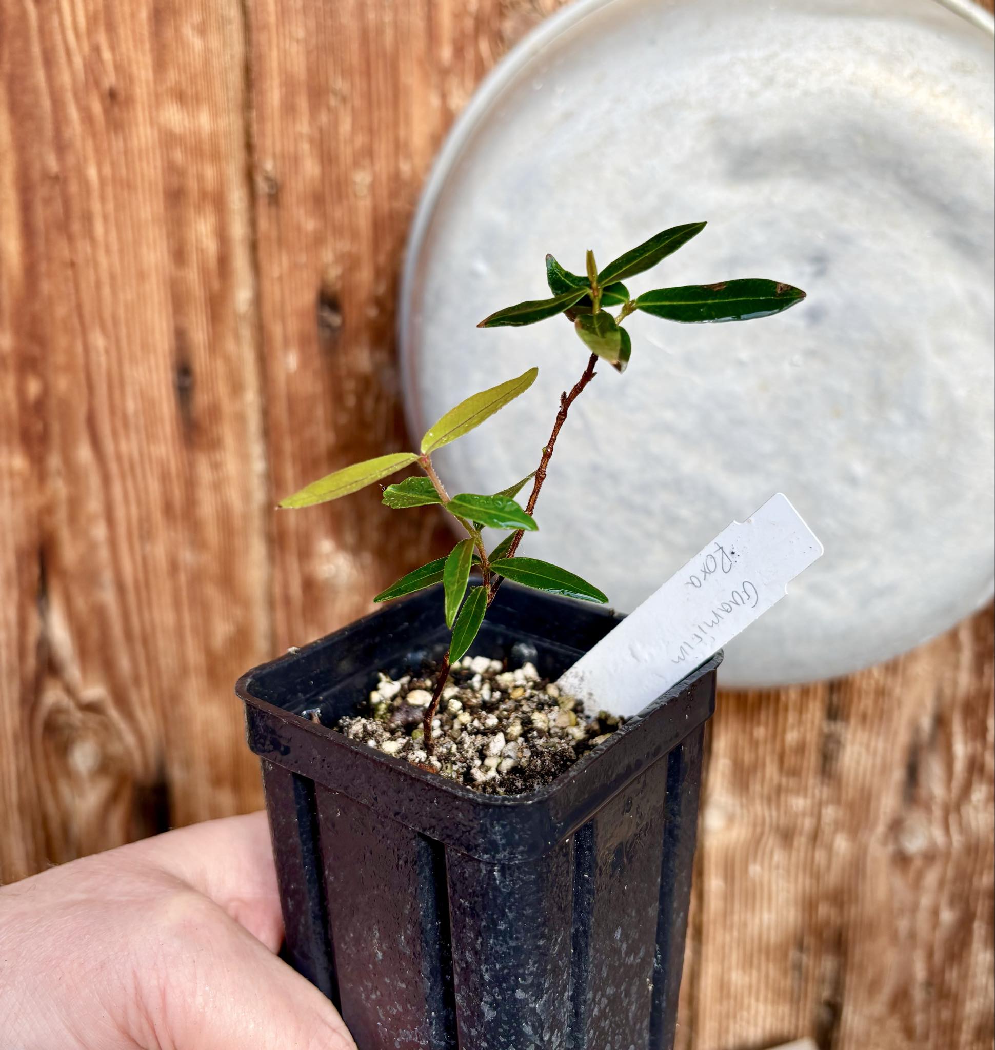 Guamirim roxa (Calyptranthes sp) - 1 potted plant / 1 getopfte Pflanze