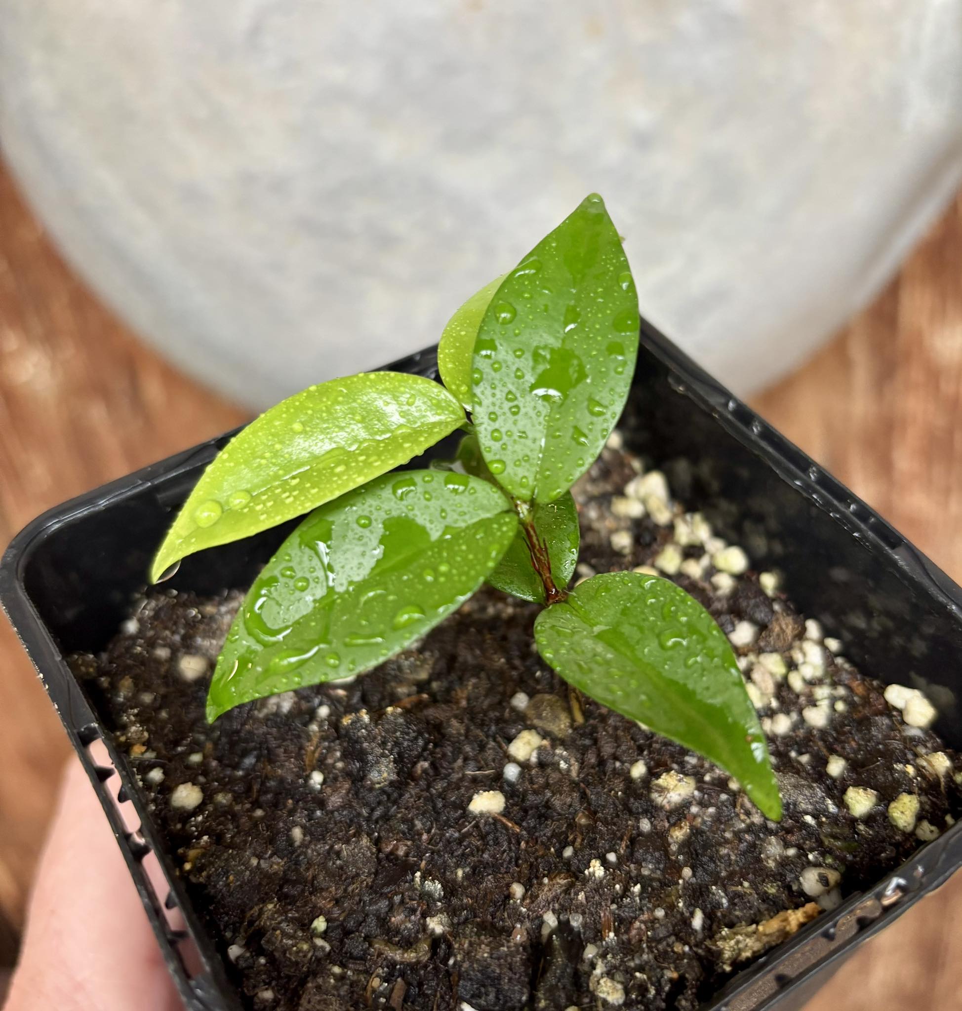Eugenia sp Amarela Redonda - 1 small potted seedling / 1 kleiner, getopfter Sämling