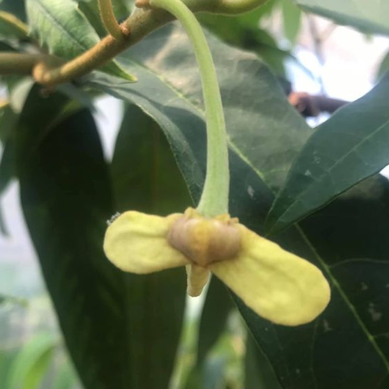 Annona dolabripetala - 1 fresh seed / 1 frischer Samen