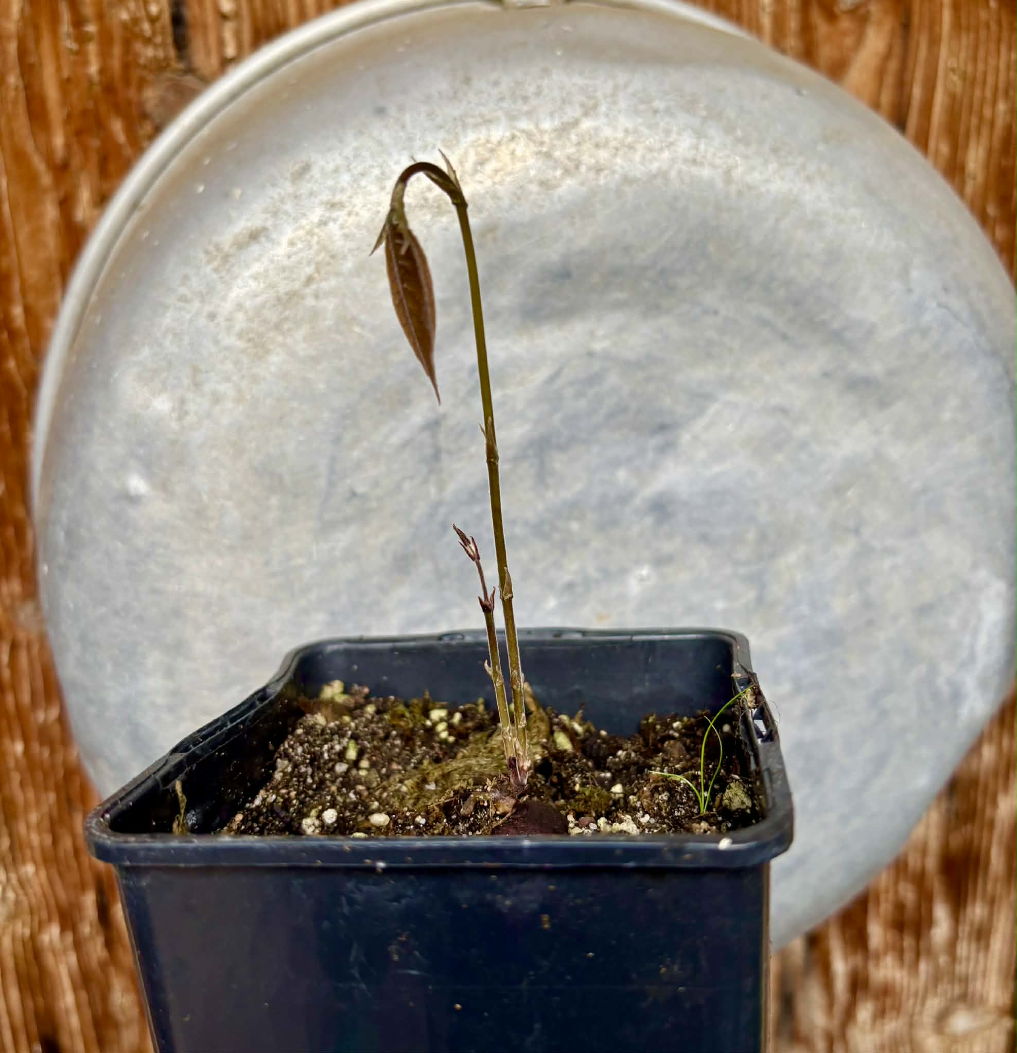 only one plant available - Cambuca var. Duke (Plinia edulis) - 1 potted seedling / 1 getopfter Sämling