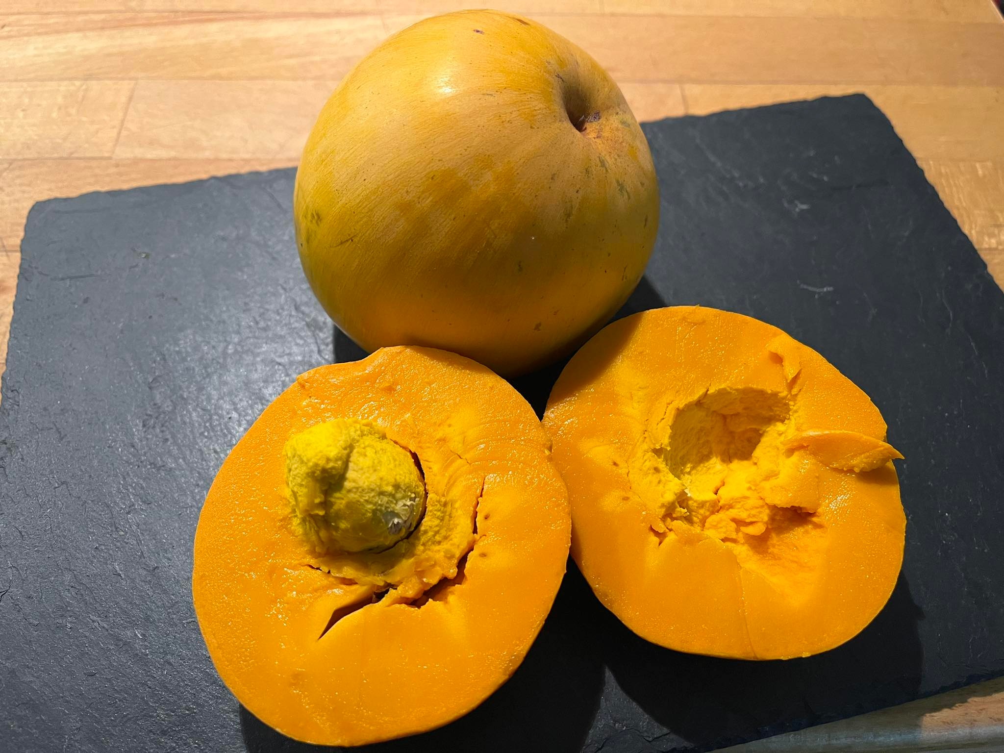 Canistel (Lucuma campechiana) - 1 fresh seed / 1 frischer Samen