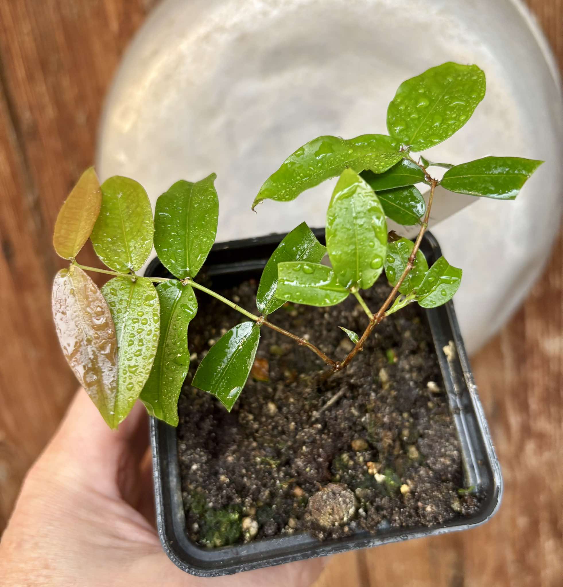 Plinia sp Giant Piray Argentina - 1 potted plant / 1 getopfte Pflanze