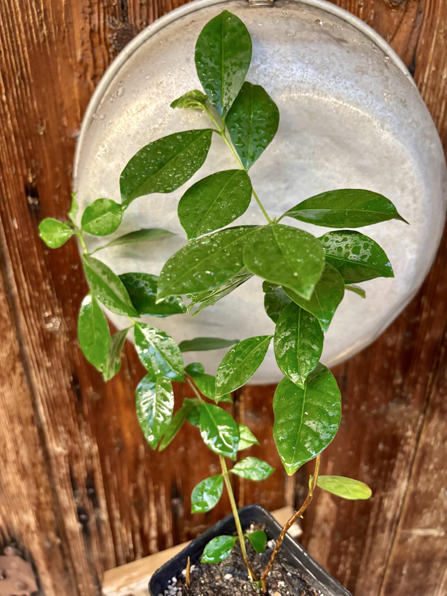 Psidium cattleyanum - Strawberry Guava  - 1 potted plant / 1 getopfte Pflanze