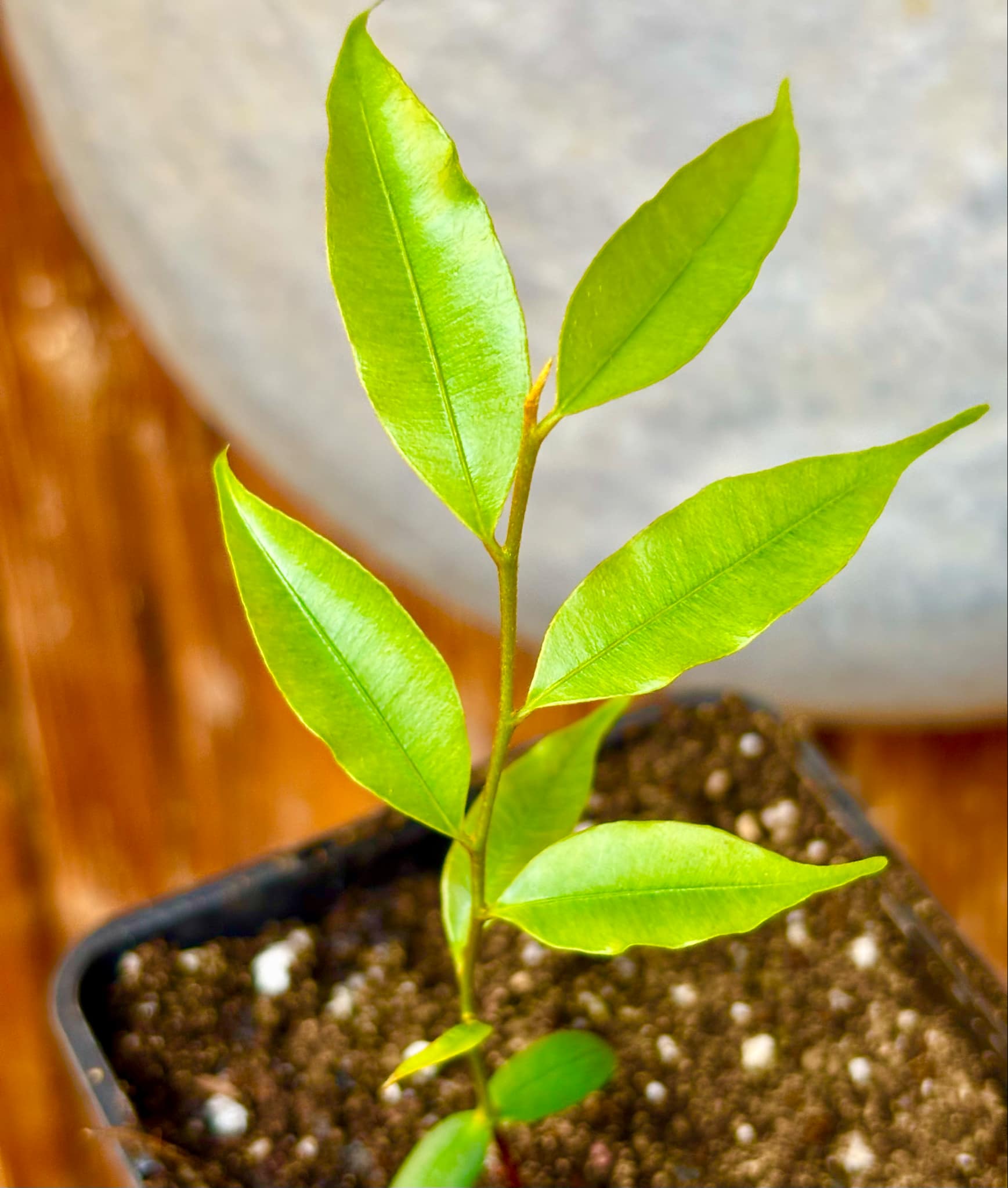 Abiuzinho - Micropholis venulosa  -  1 small potted seedling / 1 kleiner , getopfter Sämling
