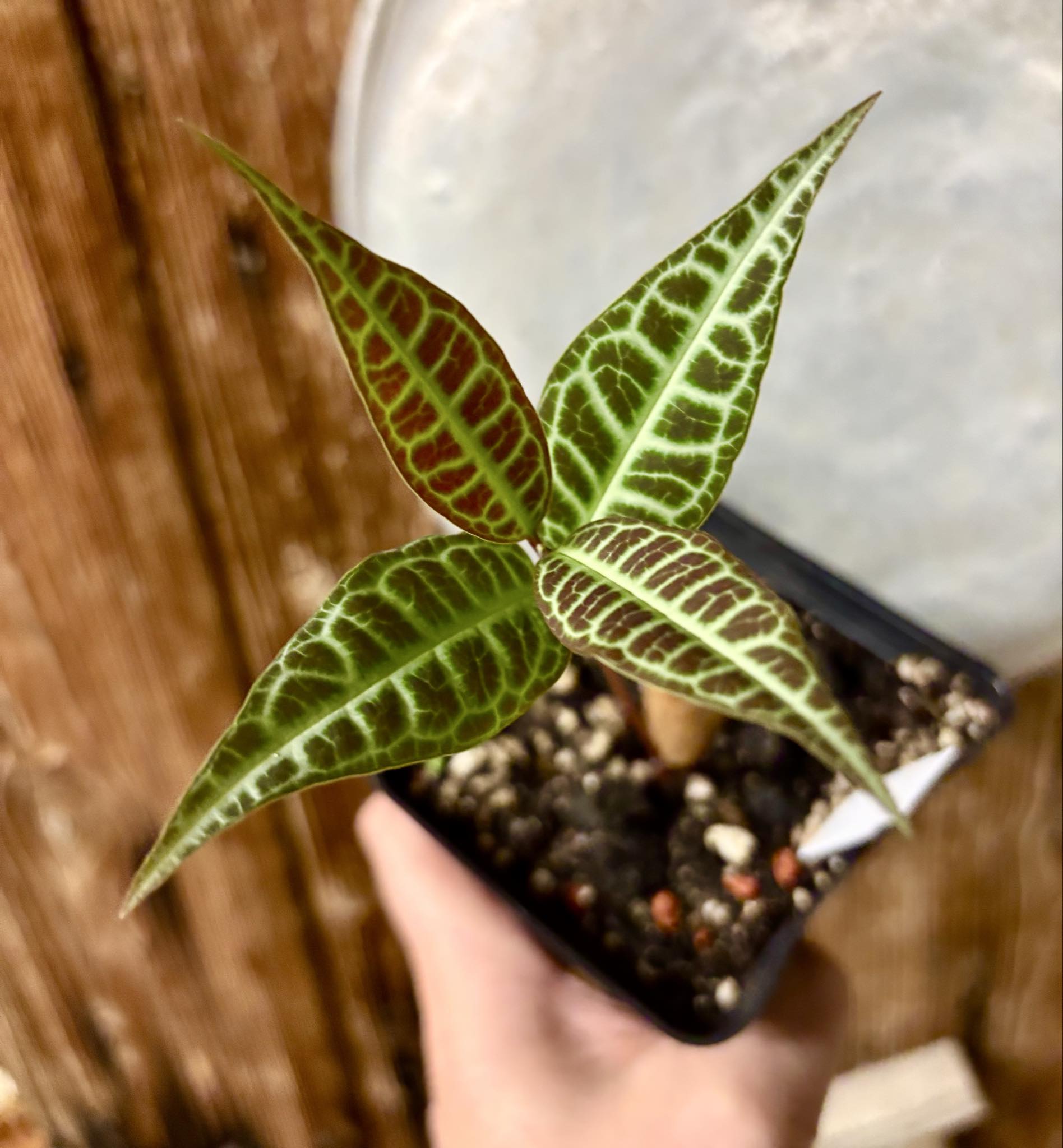 Eugenia sp Labisia -  1 potted seedling / 1 getopfter Sämling