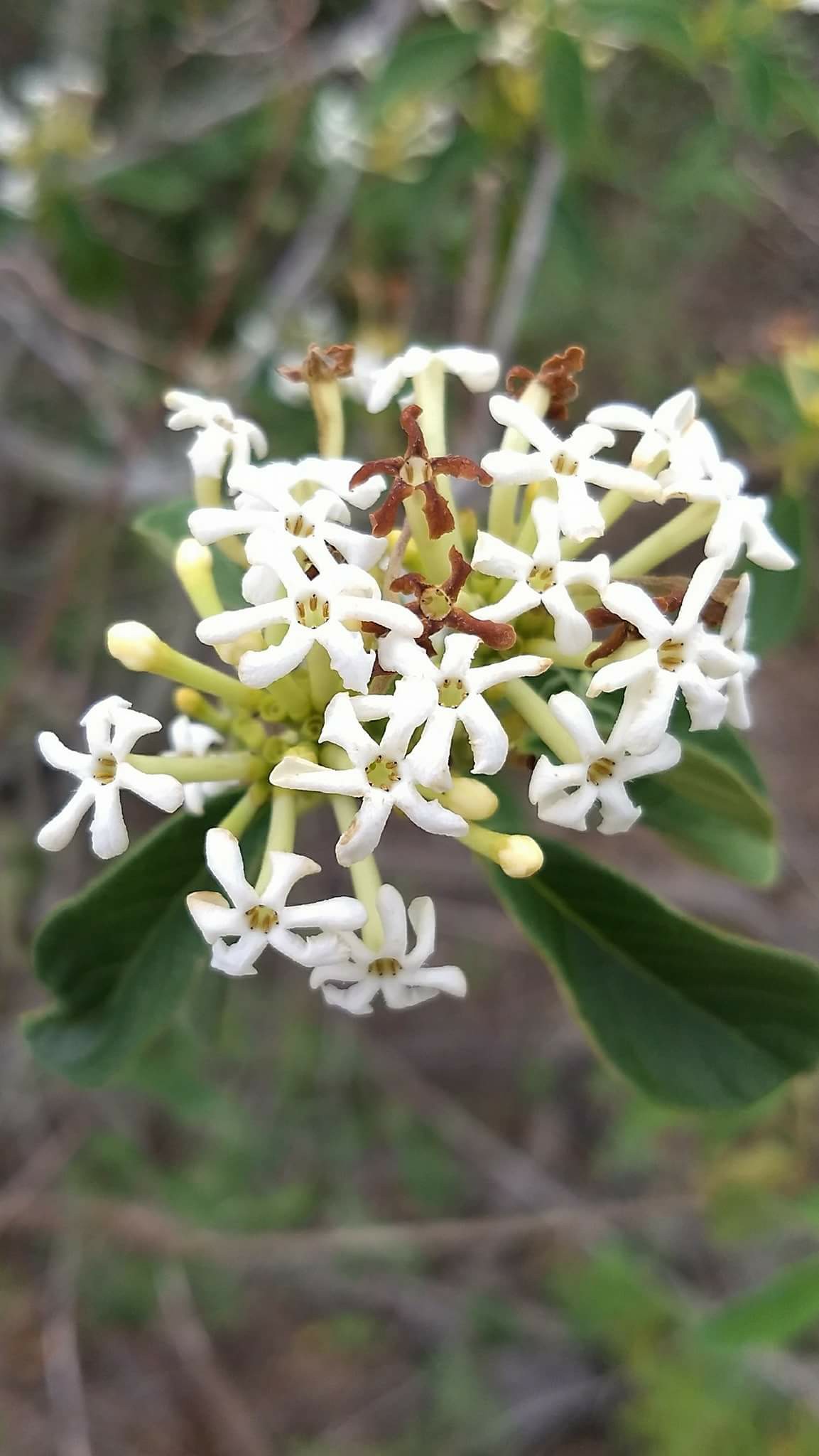 Veludo branco - Guettarda viburnoides -  1 fresh seed / 1 frischer Samen