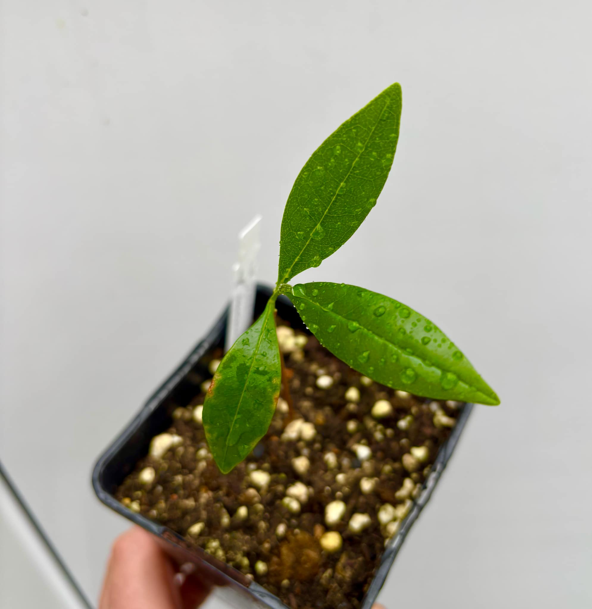 Duguetia lanceolata - Pindaiba - 1 small potted seedling / 1 kleiner, getopfter Sämling Duguetia lanceolata - Pindaiba - 1 small potted seedling / 1 kleiner, getopfter Sämling
