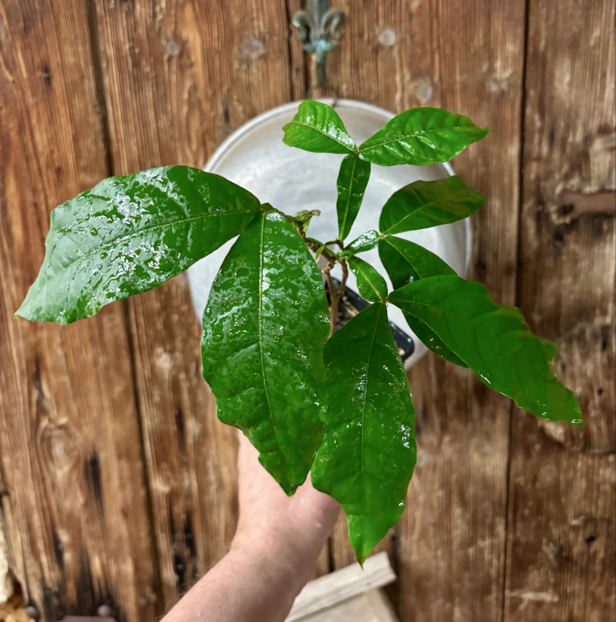 Inga feuilleei - Pacay Ice Cream Bean - 1 potted plant / 1 getopfte Pflanze