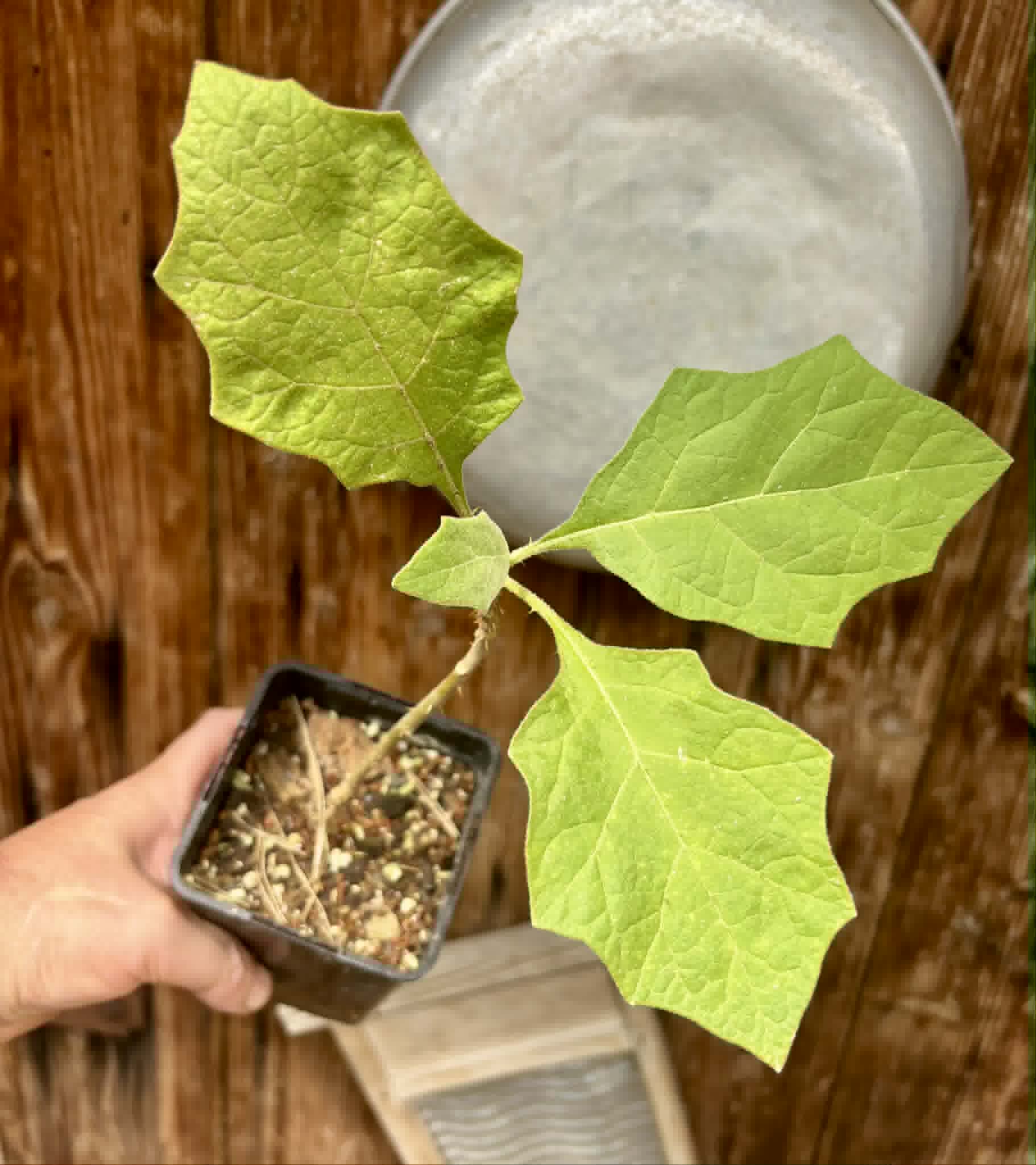 Juã-Açu - Solanum oocarpum - 1 potted plant / 1 getopfte Pflanze