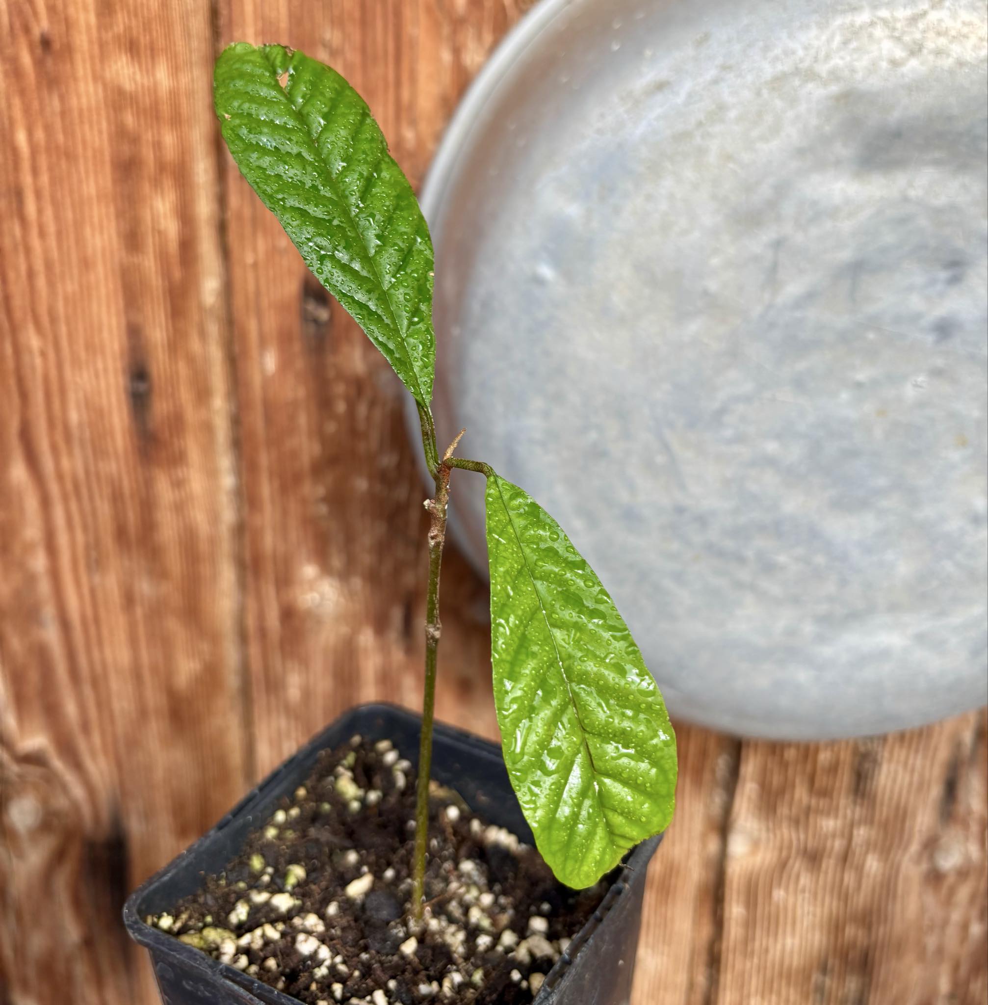 Aglaia korthalsii - 1 potted plant / 1 getopfte Pflanze