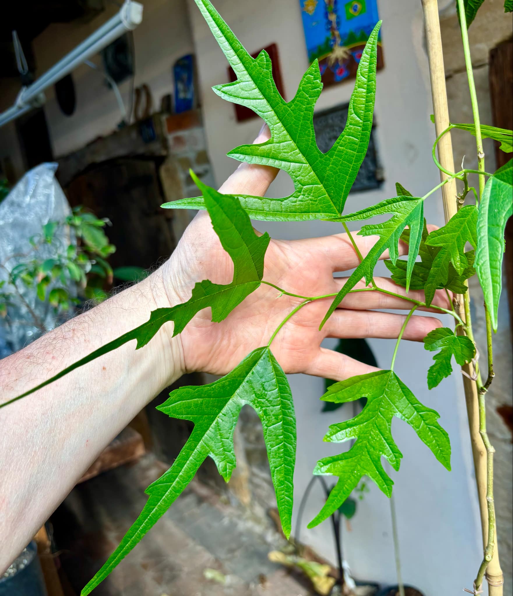 Mulberry Chicken Claw (Morus trilobata) - 1 grafted, potted plant / 1 veredelte, getopfte Pflanze