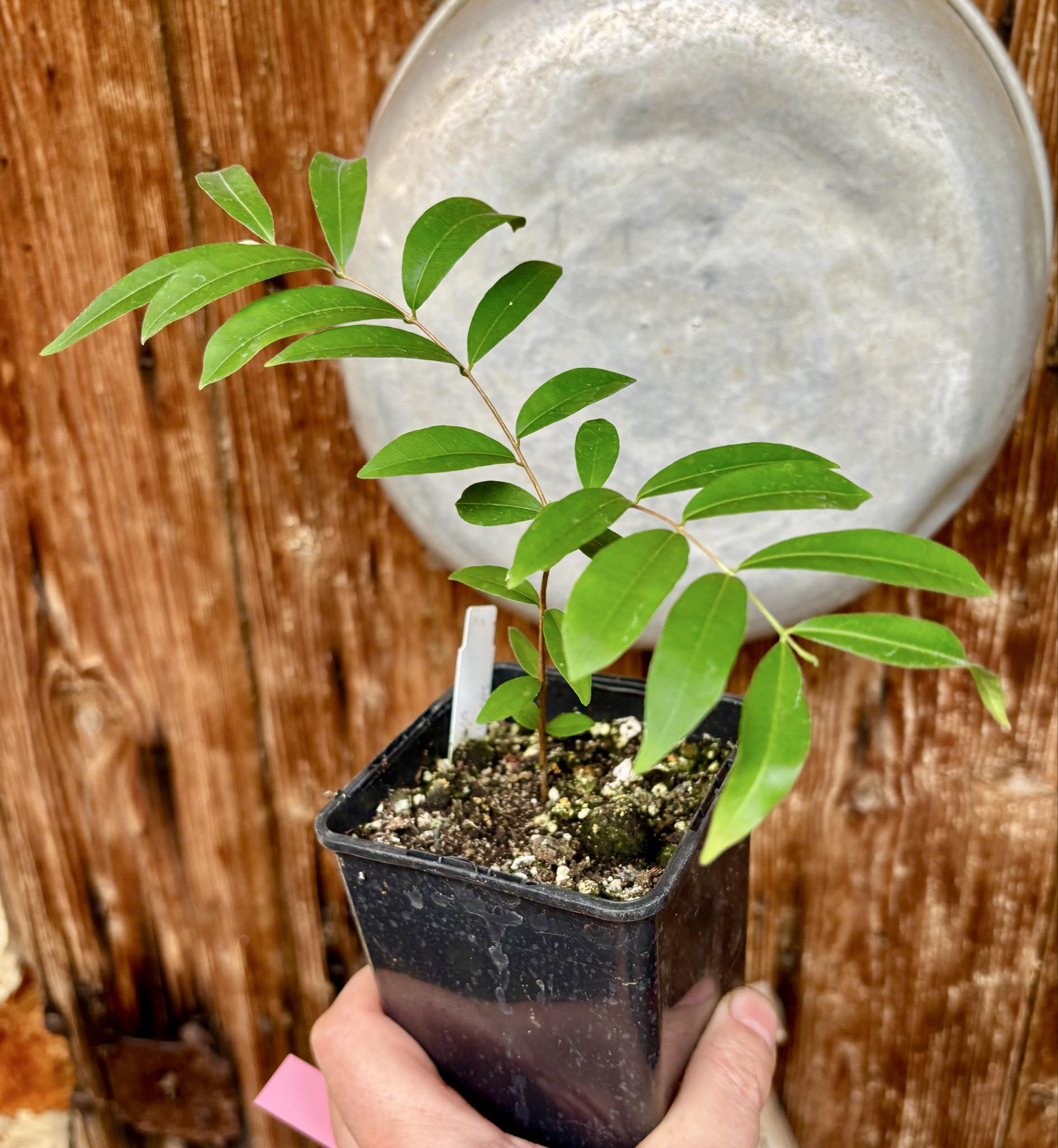 Uvaia do Campo - Eugenia lutescens -  1 potted seedling / 1 getopfter Sämling