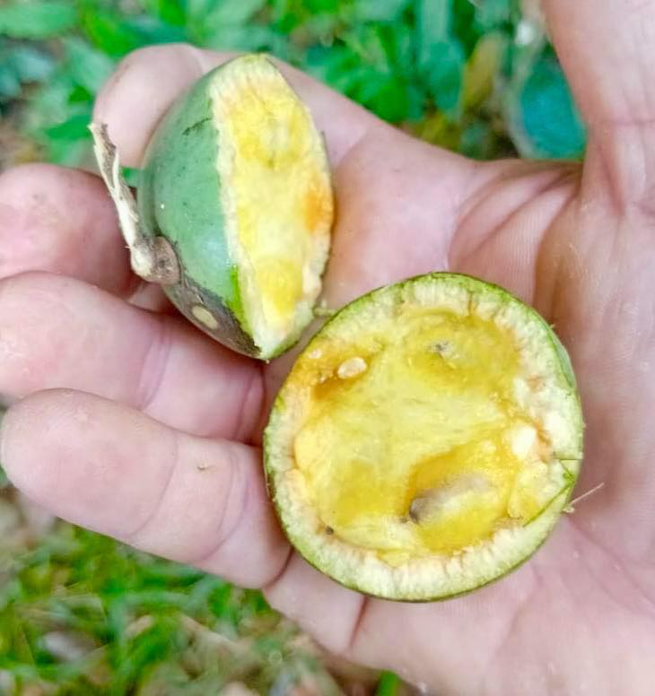 only one available - Achocon (Leonia glycycarpa) - 1 germinated seed / 1 gekeimter Samen