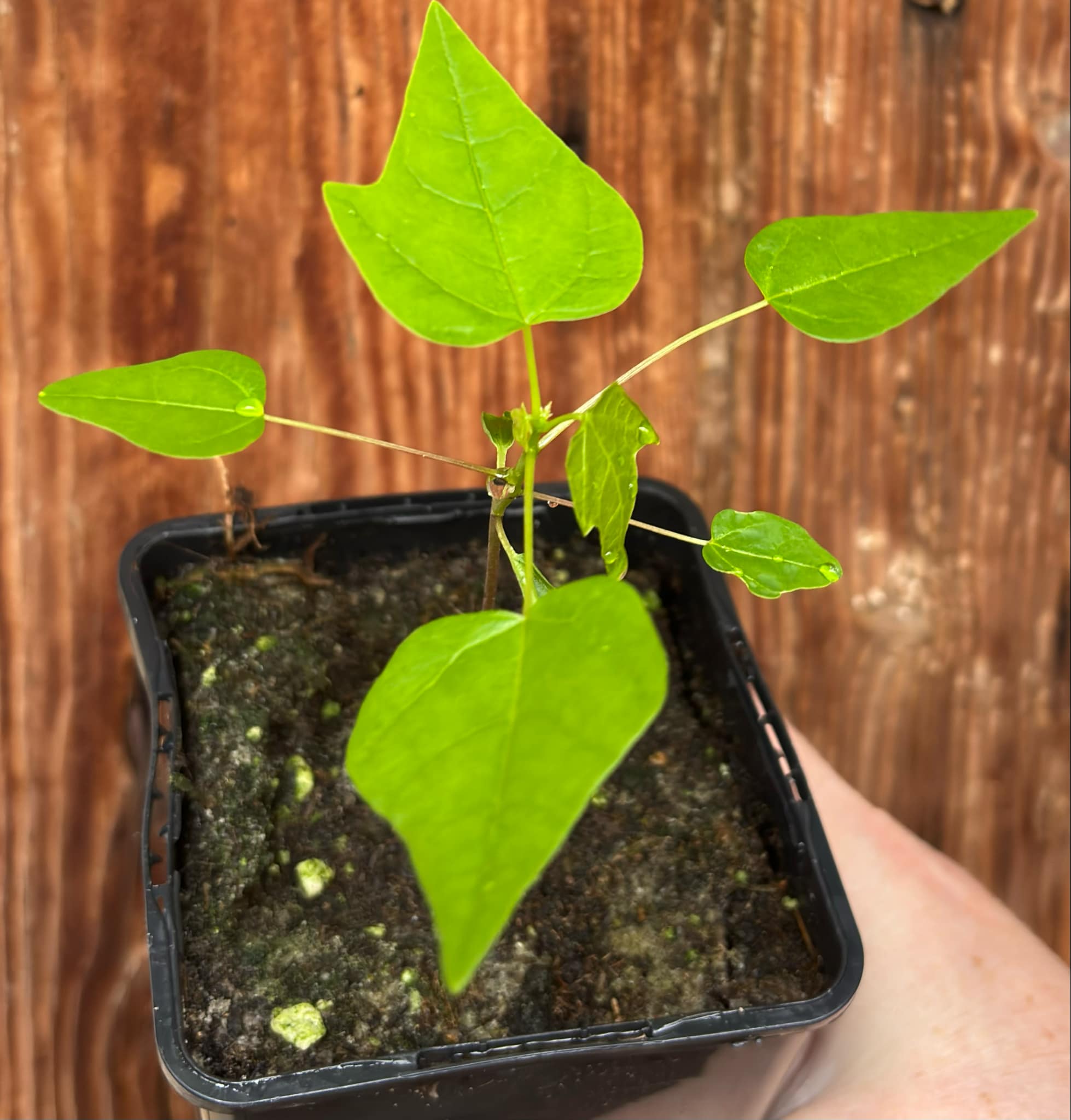 Yellow Krabi Papaya (Carica papaya) - 1 fresh potted seedling / 1 frisch getopfter Sämling 