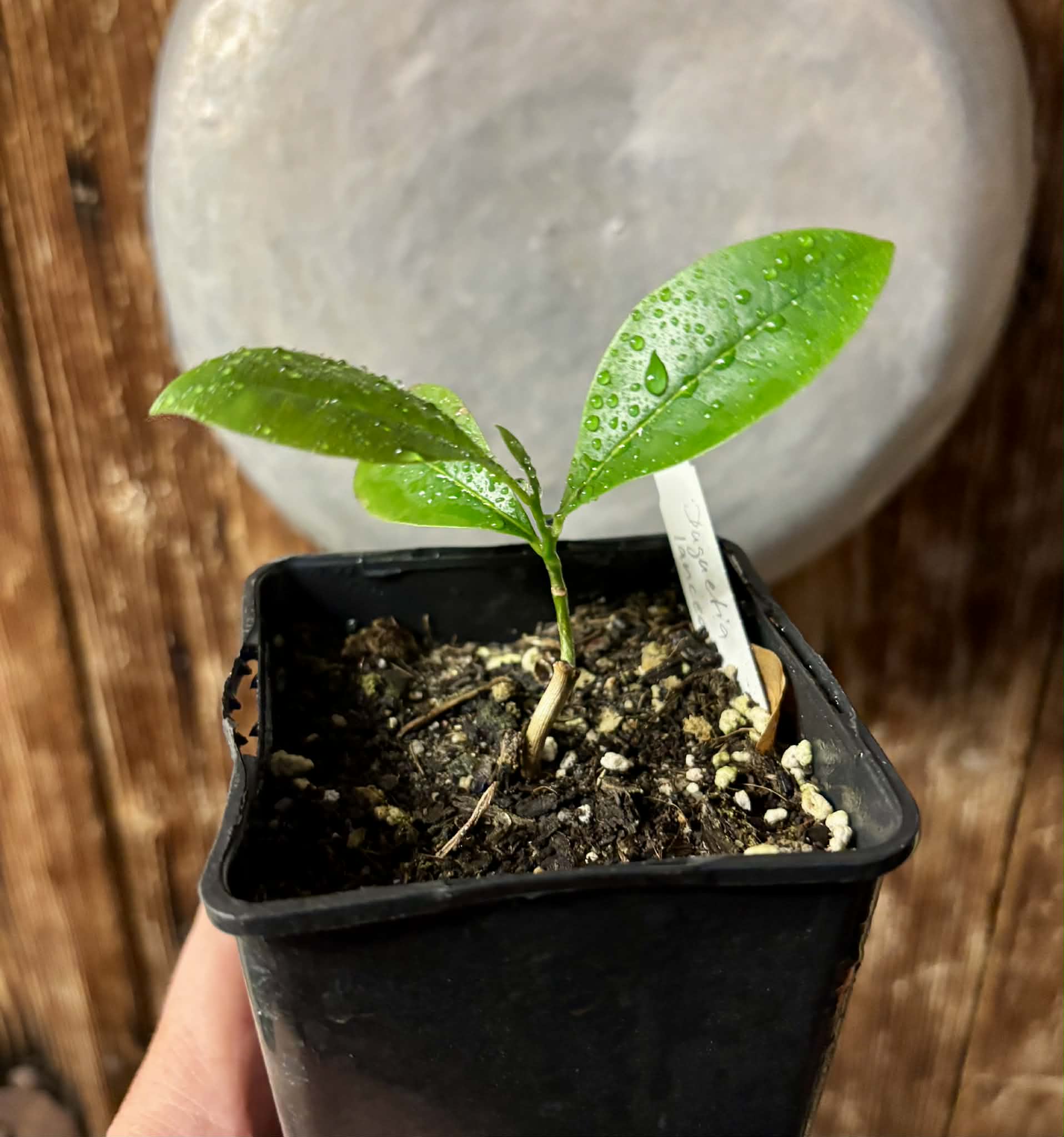 Duguetia lanceolata - Pindaiba - 1 potted seedling / 1 getopfter Sämling