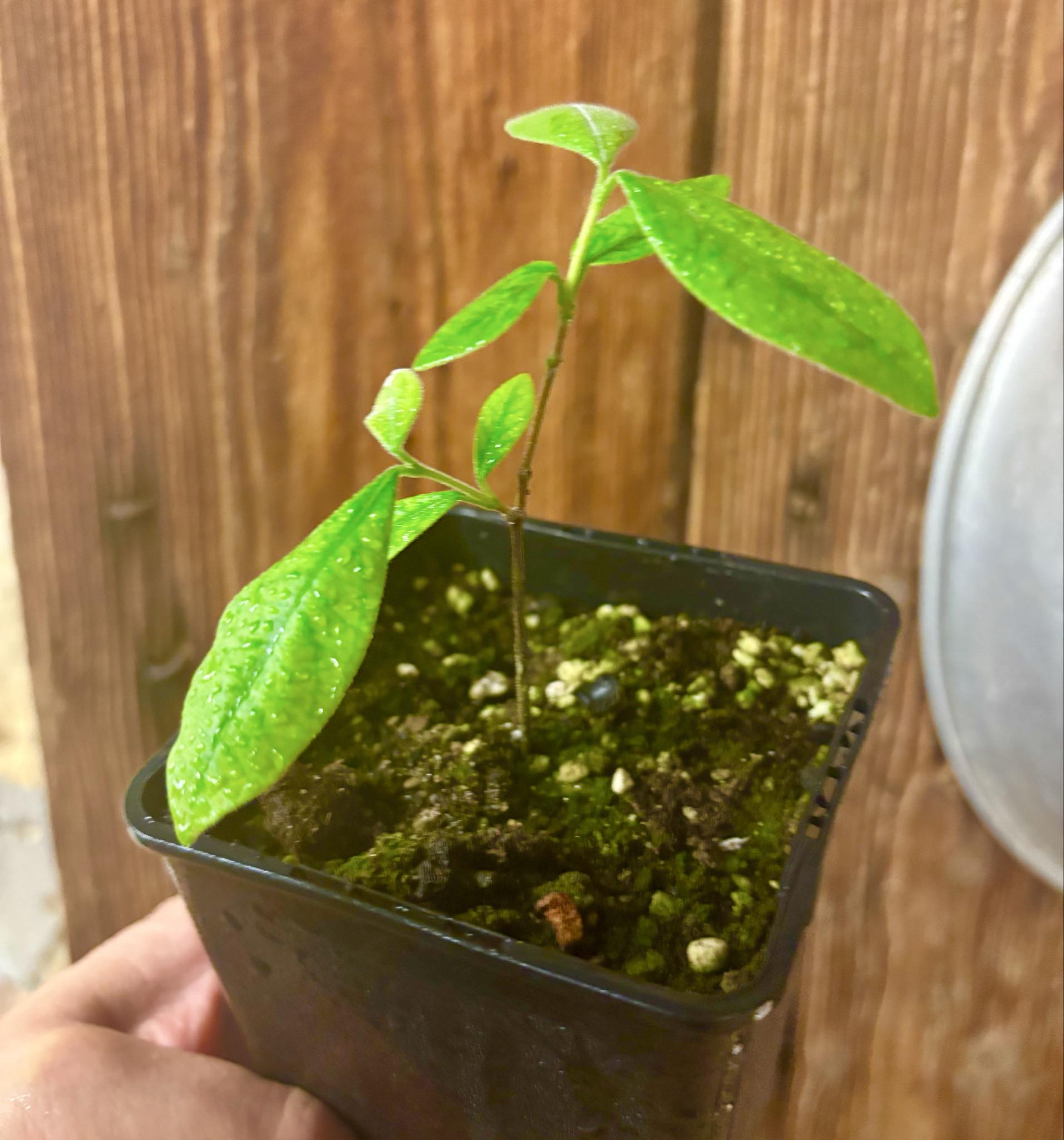 Eugenia caipora BIG -  1 potted plant / 1 getopfte Pflanze