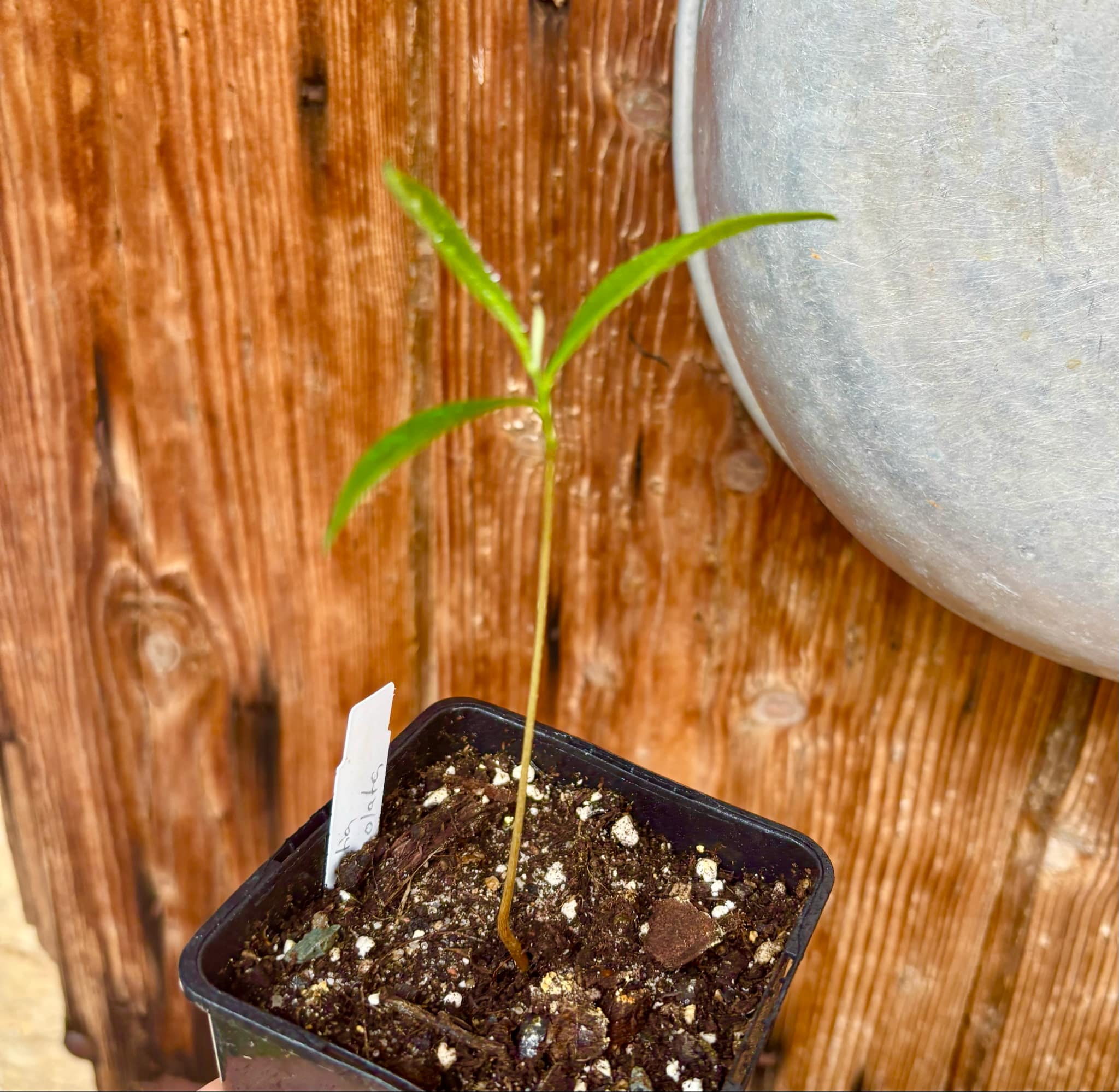 Duguetia lanceolata - Pindaiba - 1 small potted seedling / 1 kleiner, getopfter Sämling