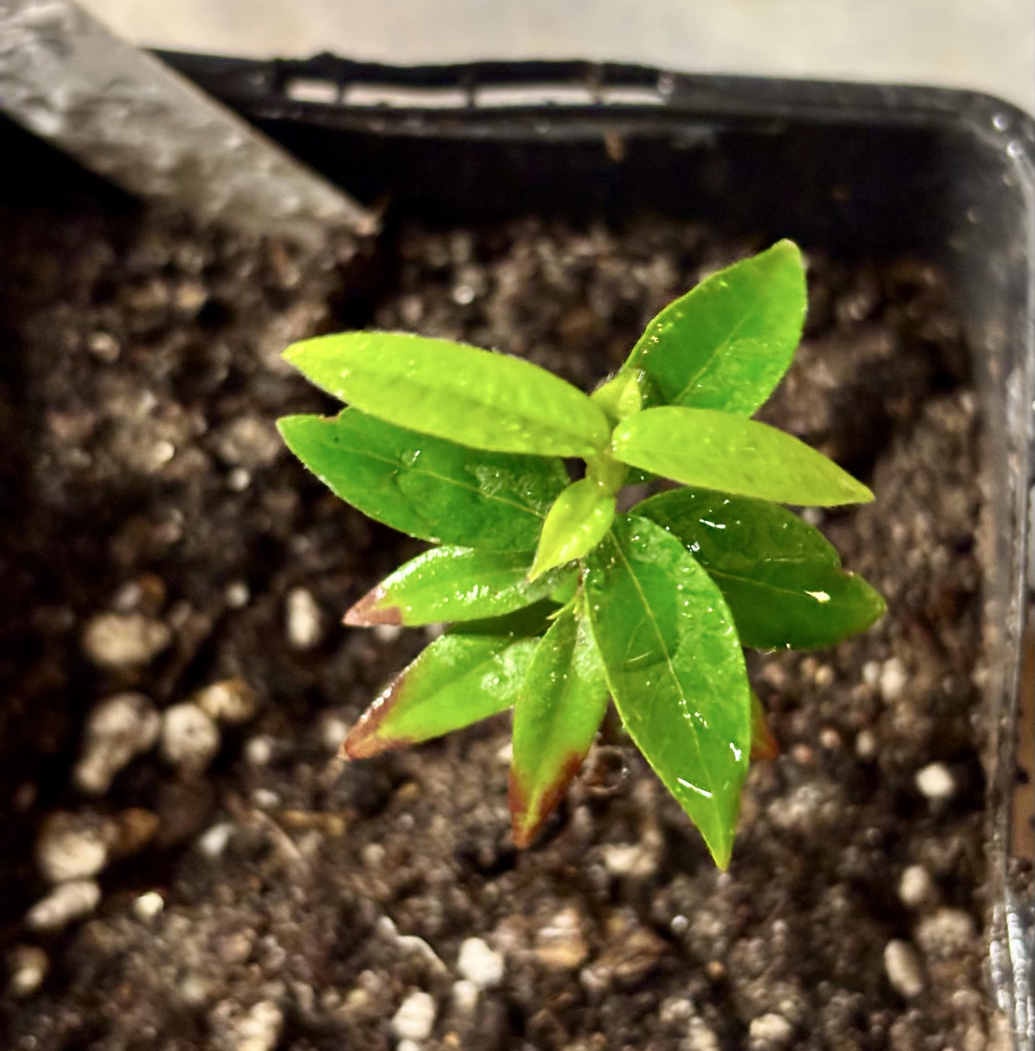 Plinia sp Pai Pedro -  1 small potted seedling / 1 kleiner, getopfter Sämling