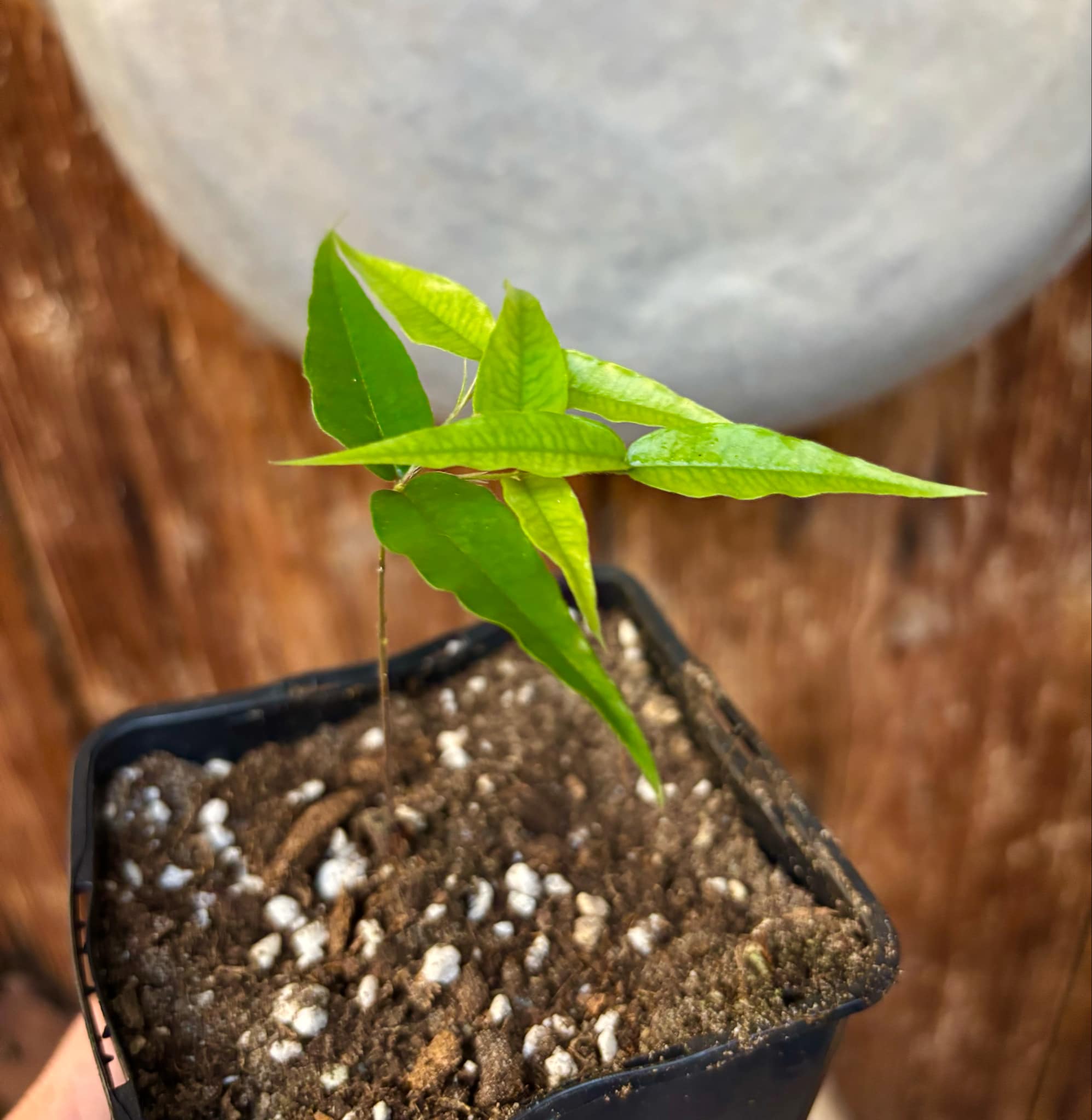 Plinia sp Cabo longo Sao Joao -  1 potted seedling / 1  getopfter Sämling 
