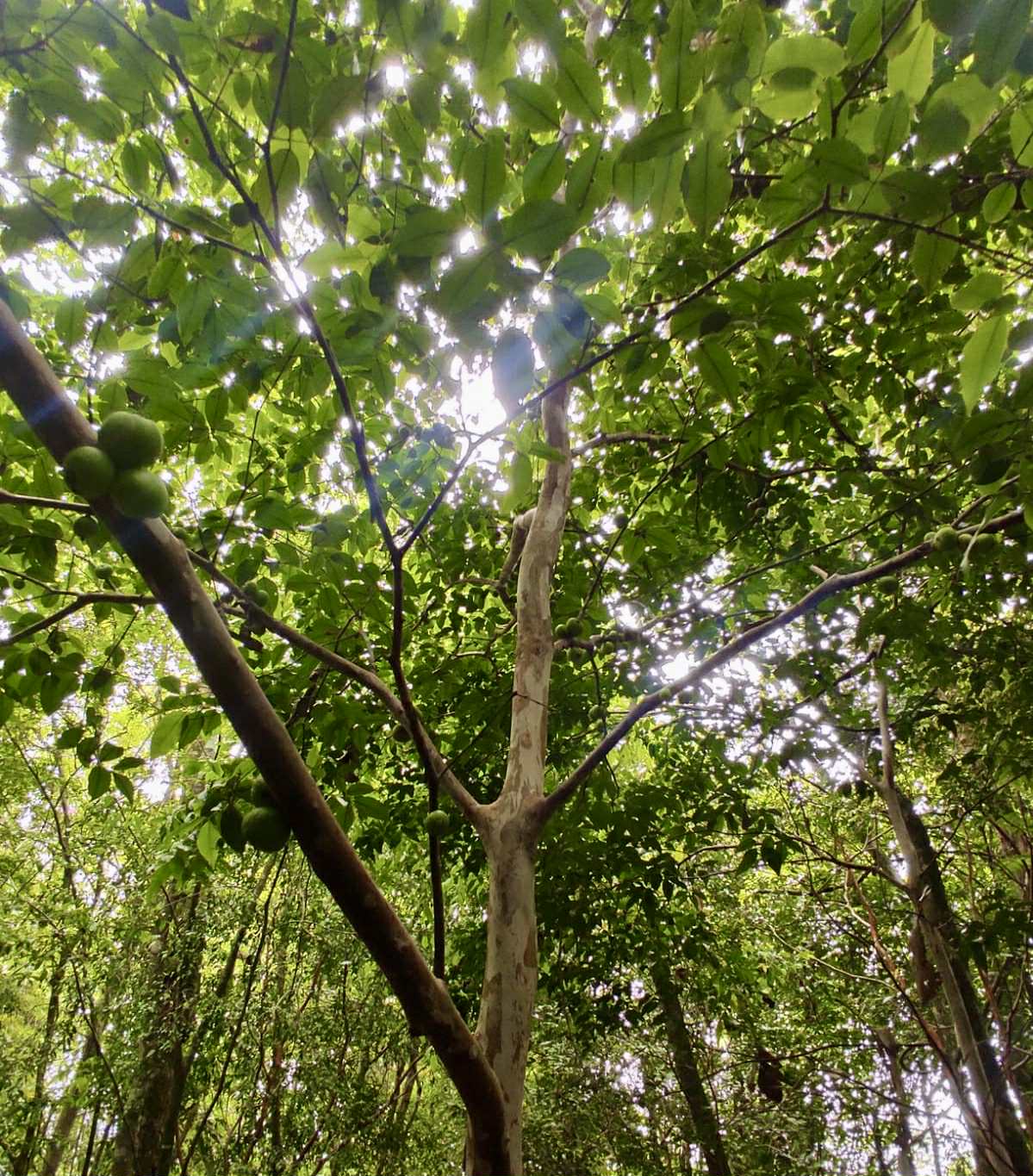 Plinia sp. fruta verde - folha miúda - 1 fresh seed / 1 frischer Samen