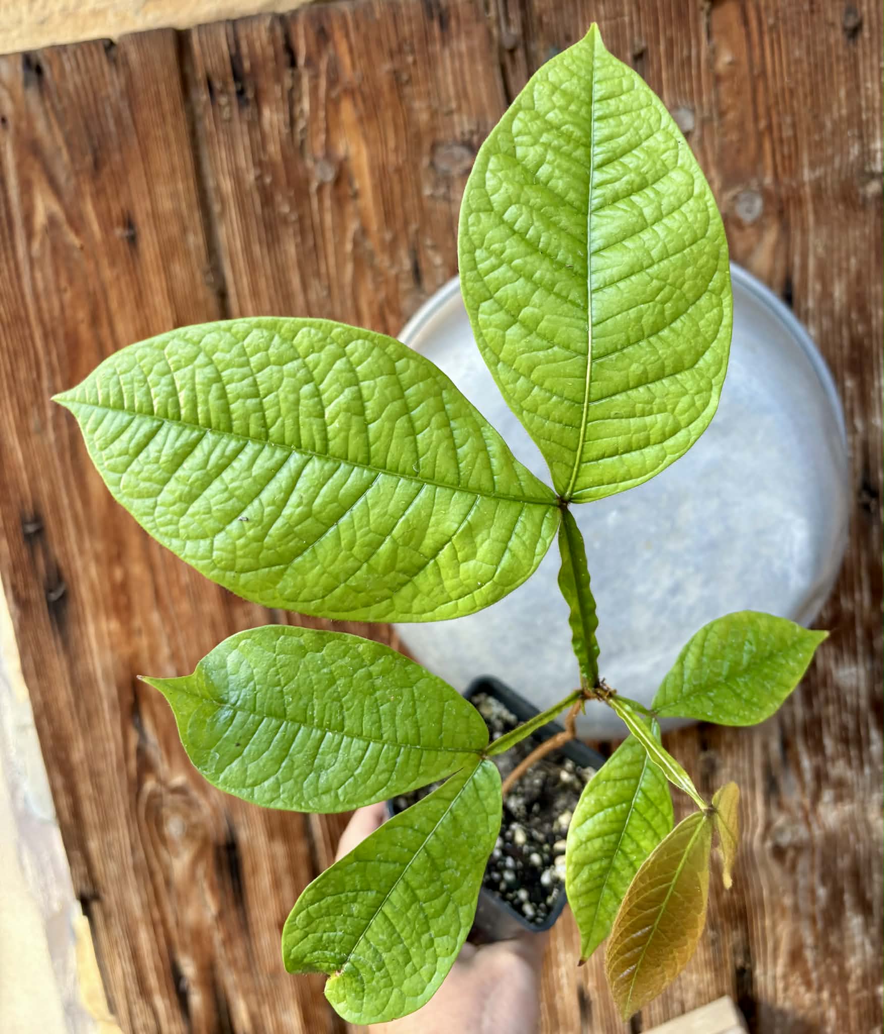 Inga aptera  - 1 potted plant / 1 getopfte Pflanze