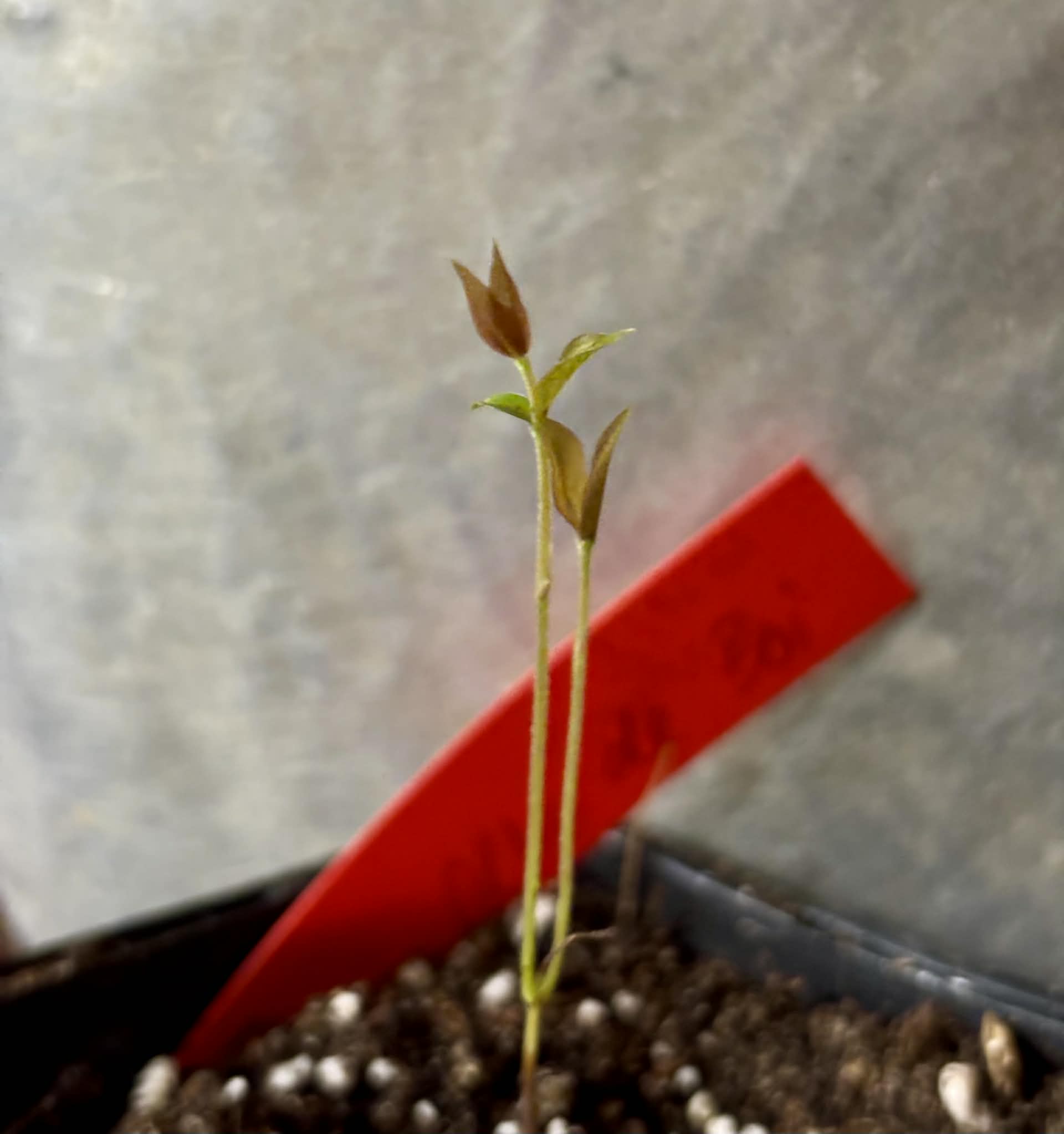 Plinia coronata var. Olho de Boi Seleção - 1 potted seedling / 1 getopfter Sämling